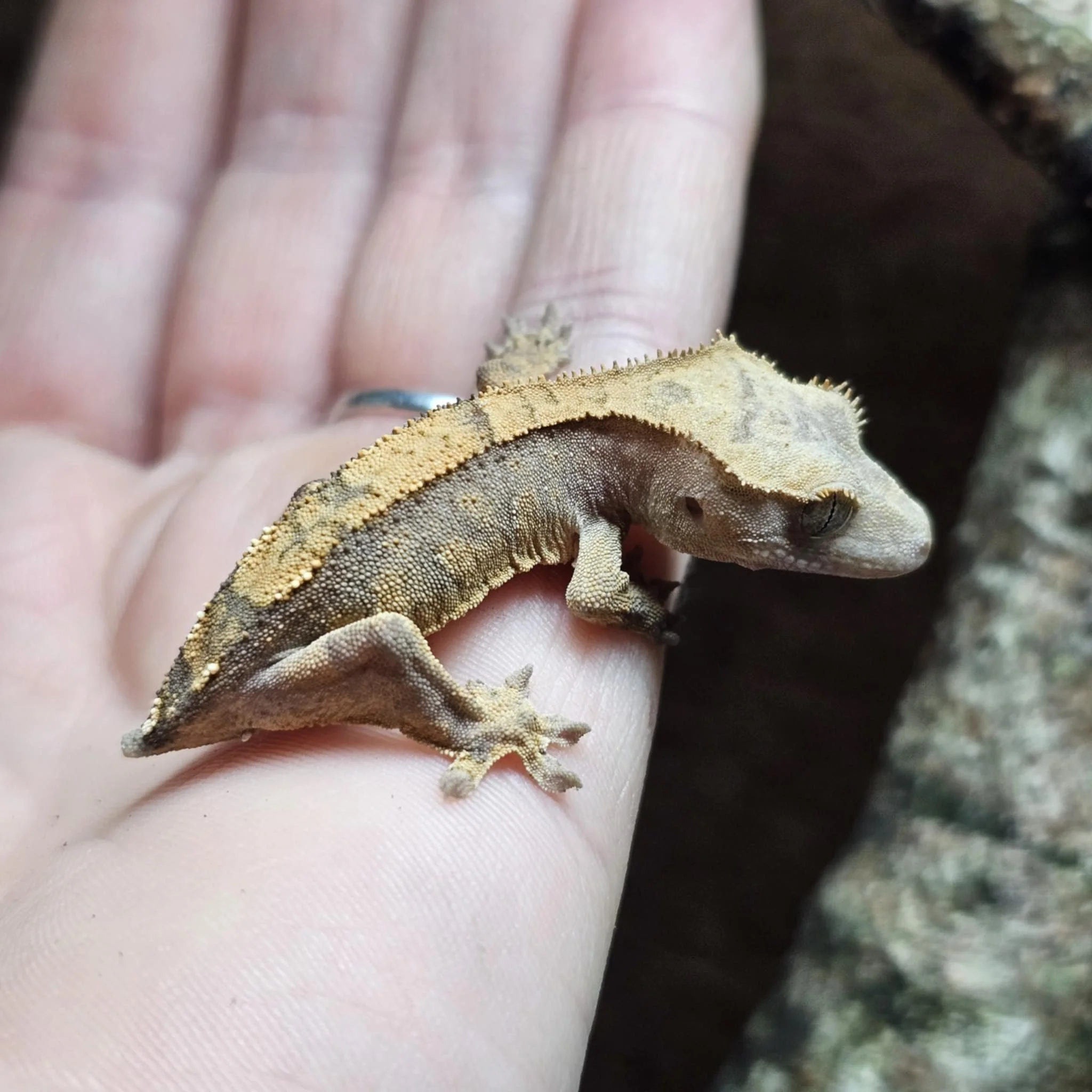 Cute Baby Crested Gecko For Sale