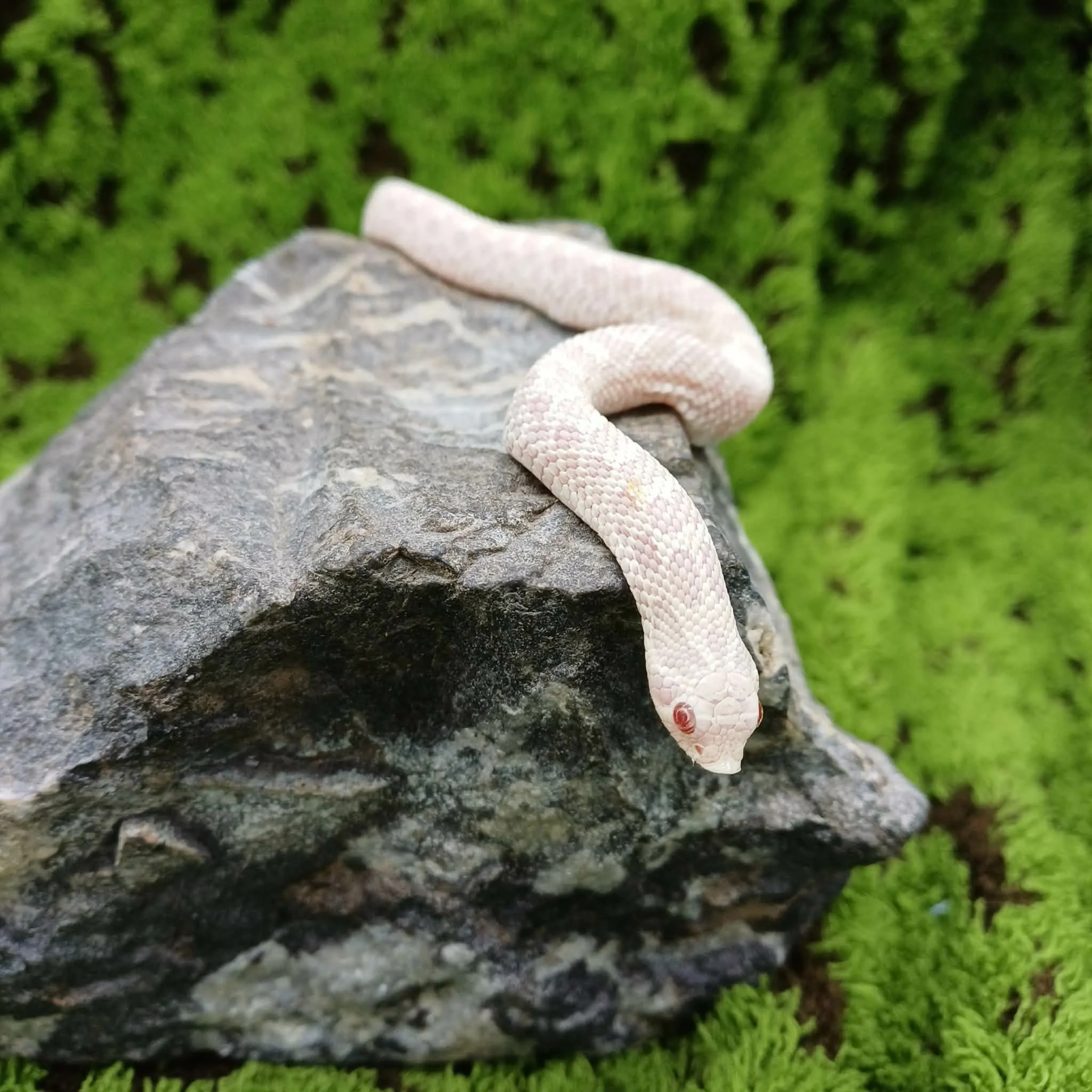 Snow Western Hognose Snake For Sale - Male
