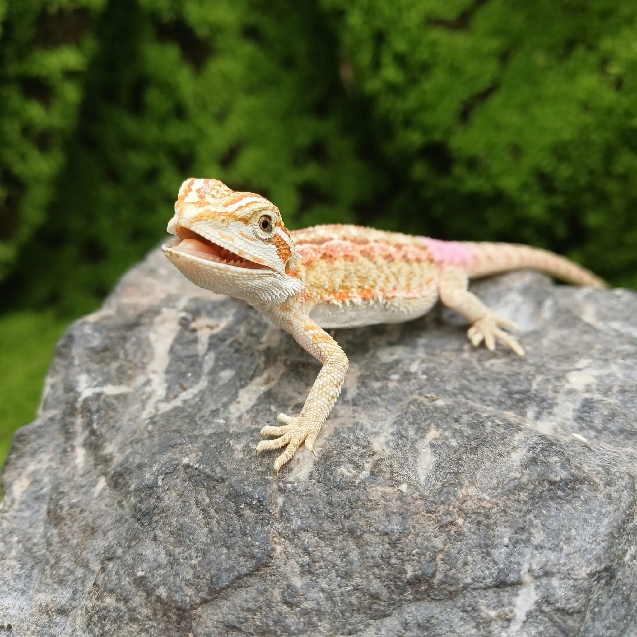 8490f332-8aac-48af-8096-4013f3ff8e50.jpeg