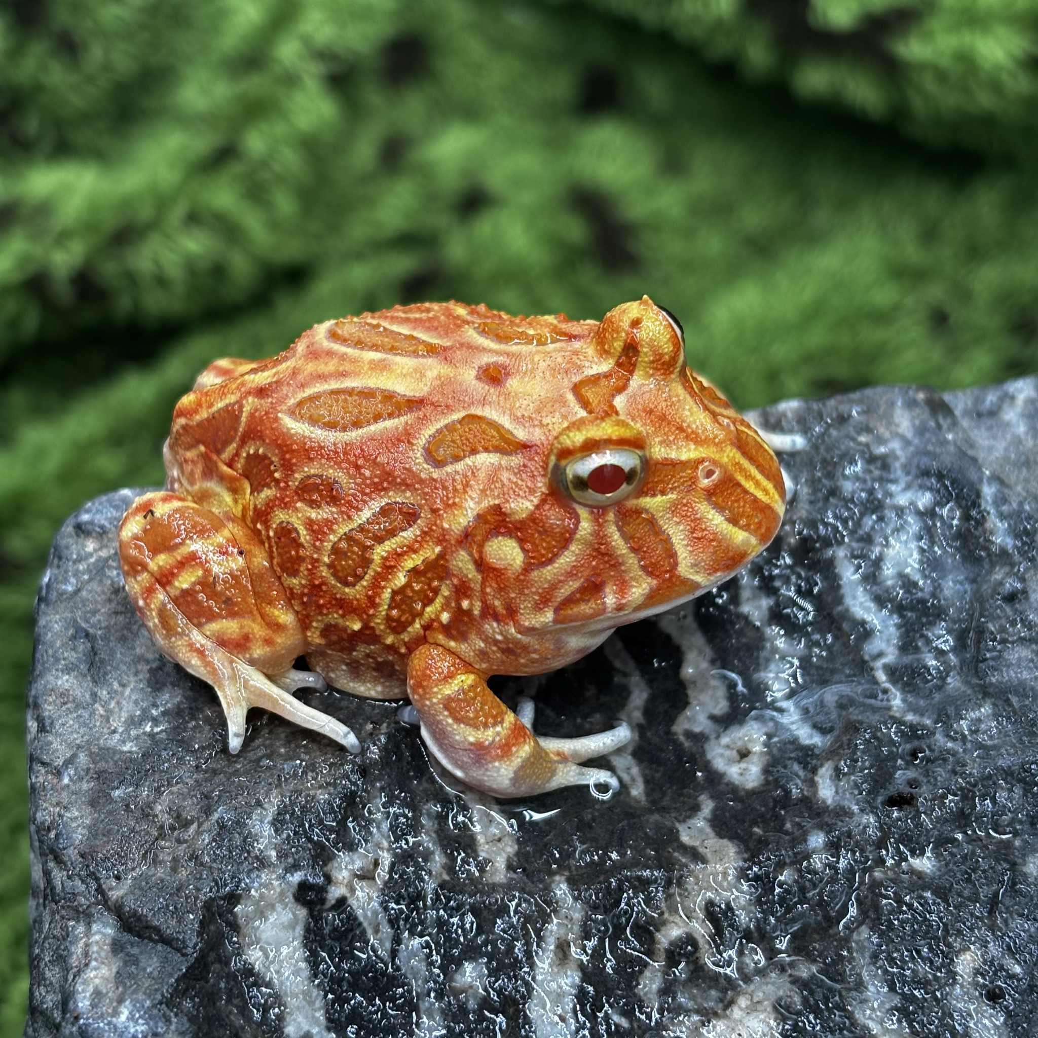 Strawberry Pacman Frogs For Sale