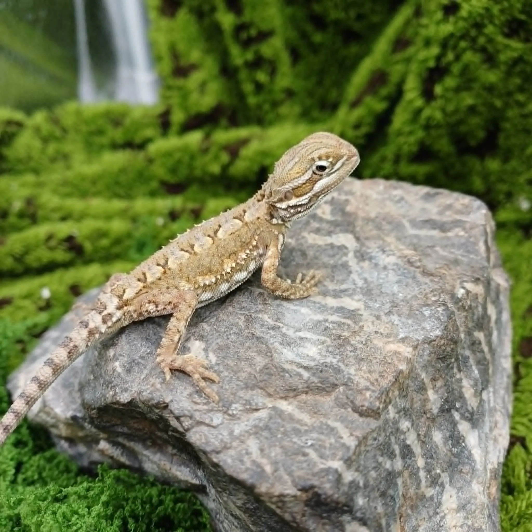 Baby Rankin's Dragon For Sale