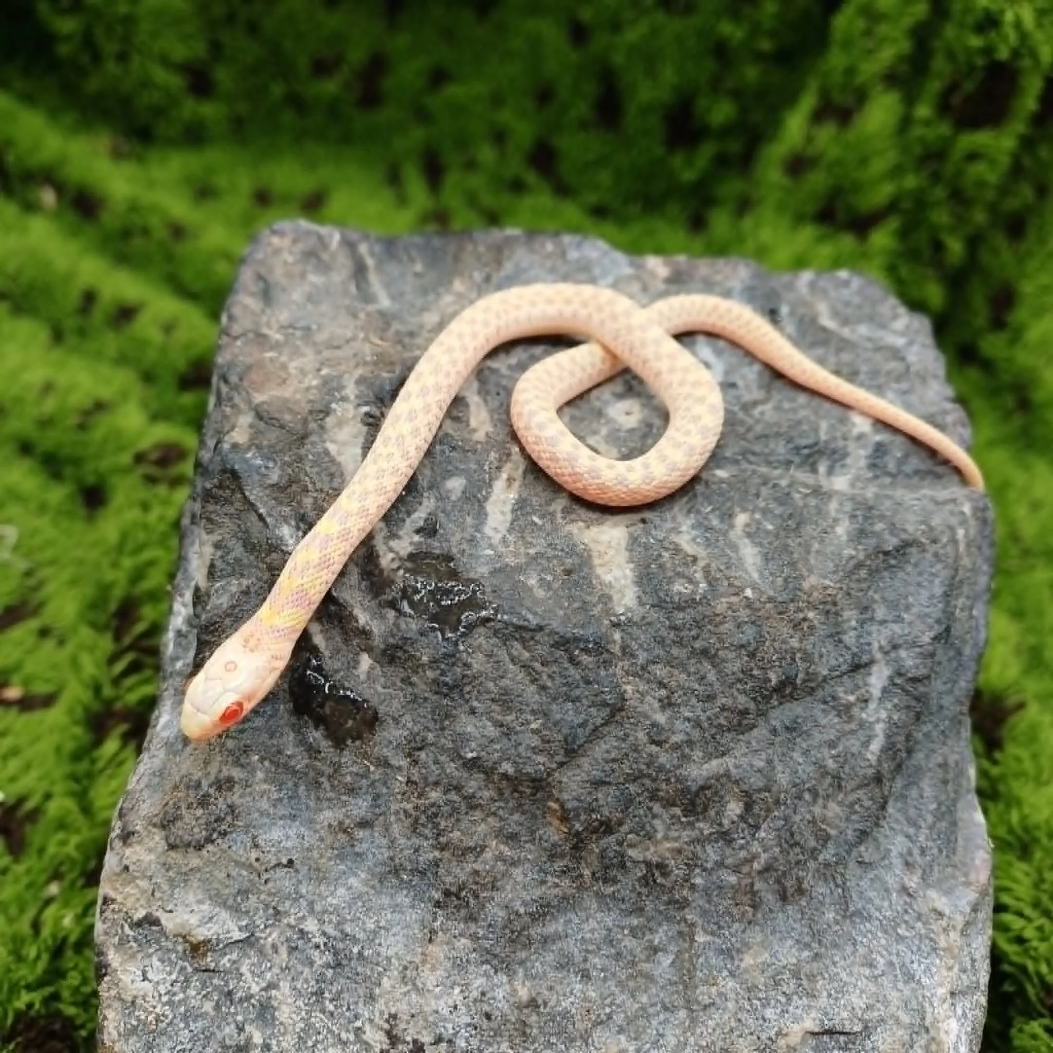 Albino Baby Checkered Garter Snake For Sale