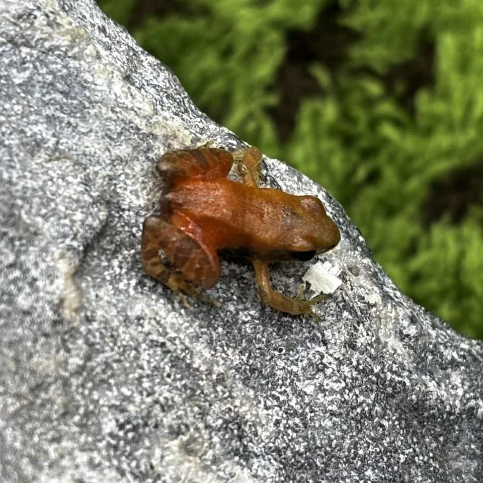Golden Mantella Frogs For Sale