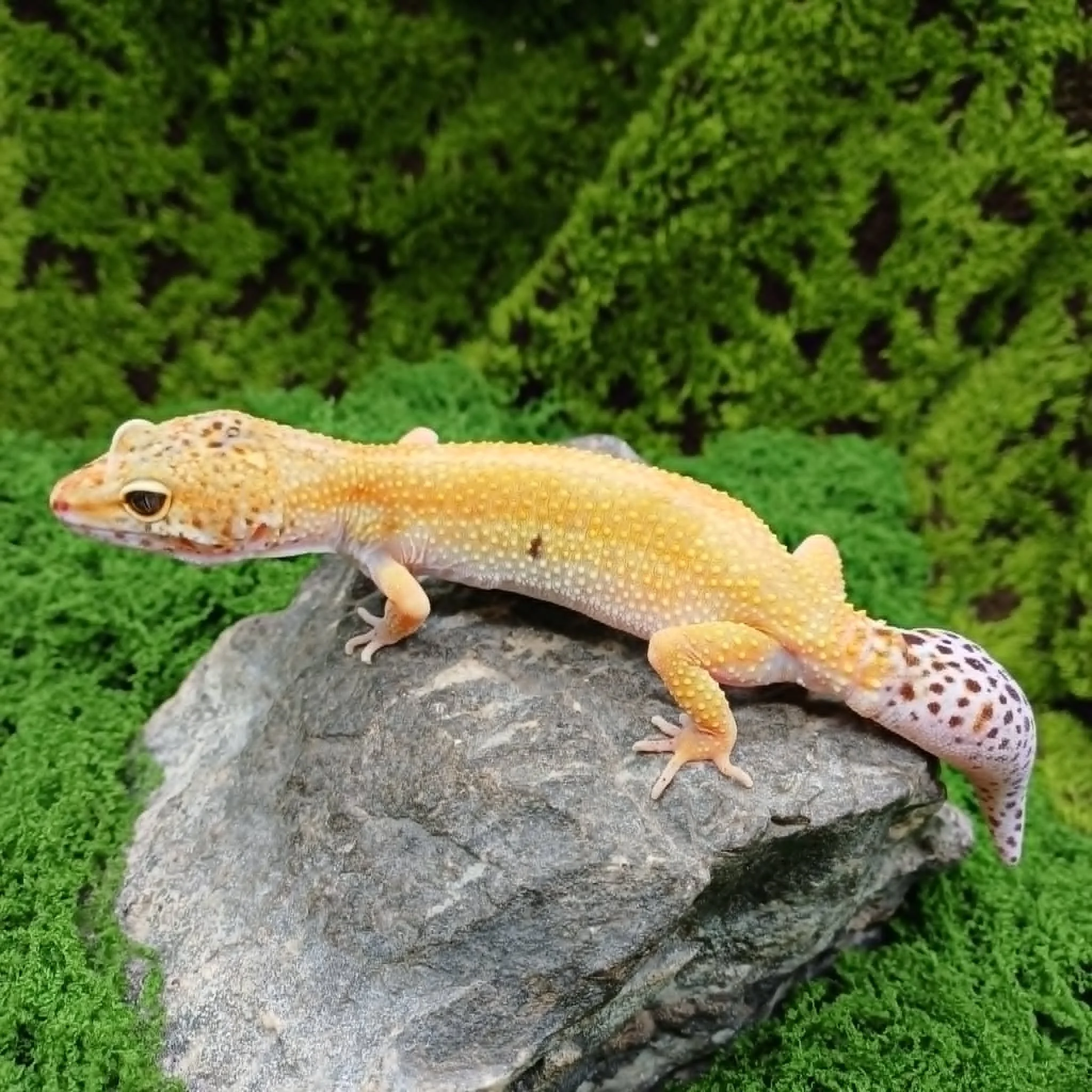 Super Hypo Leopard Gecko For Sale - Female