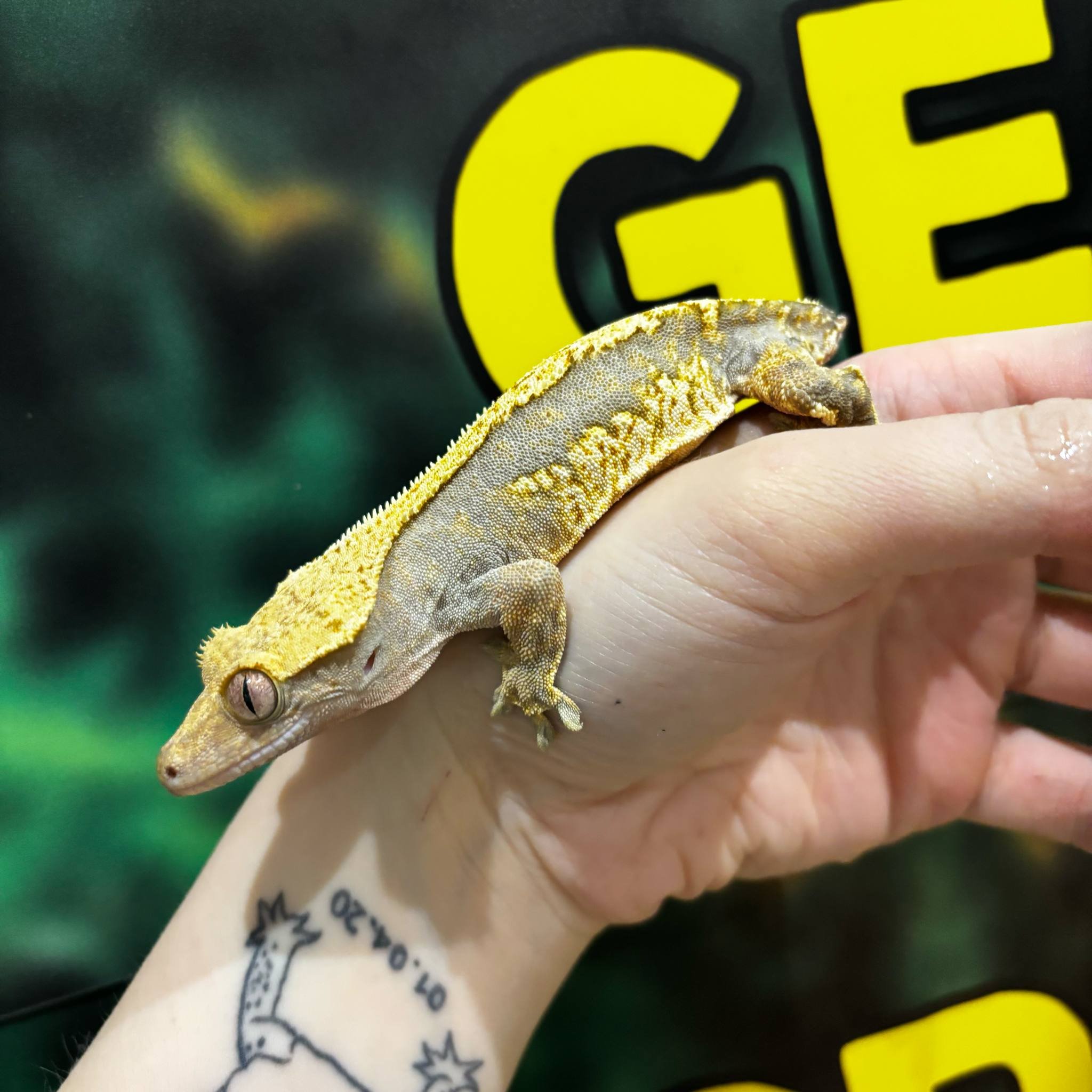 Pixel Harlequin Crested Gecko For Sale - Female