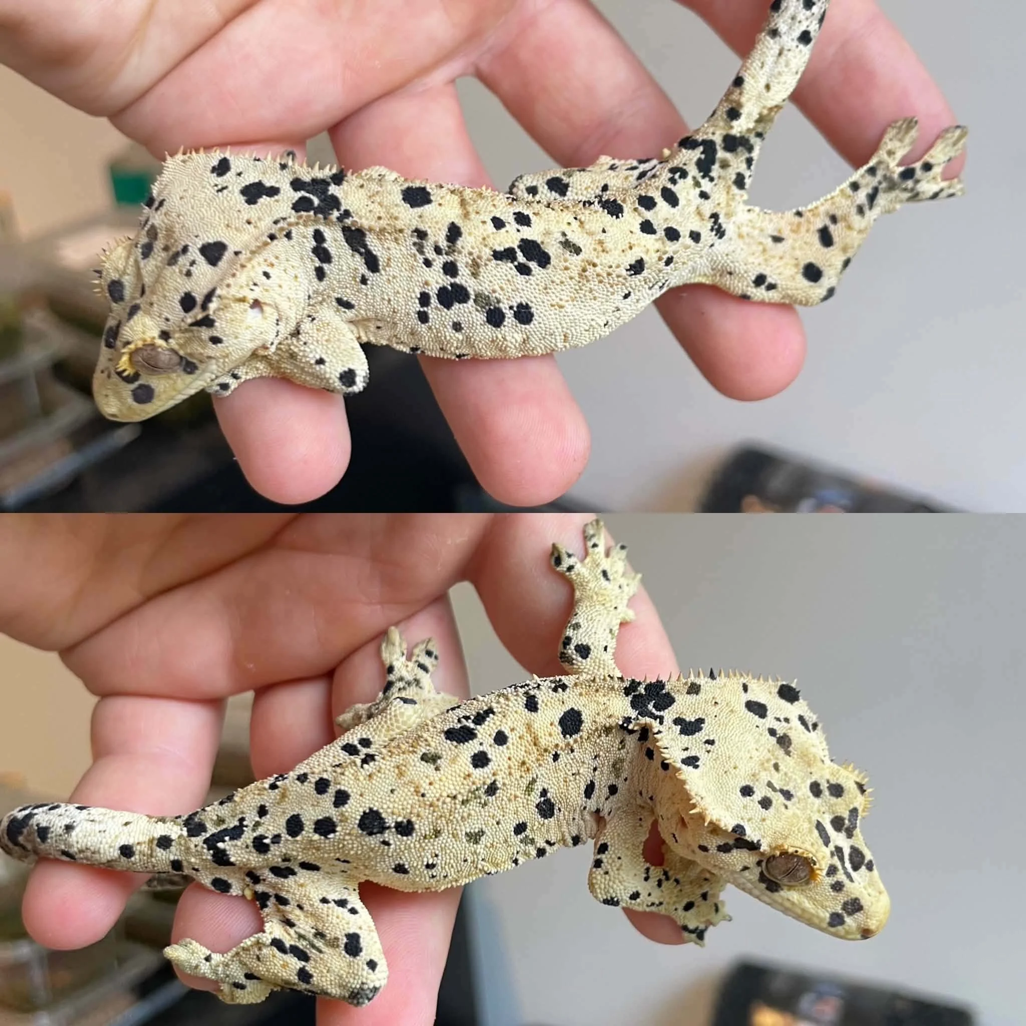 Superdalmatian Crested Gecko For Sale - Juvenile Male