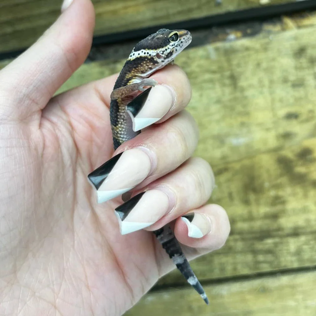 Baby Leopard Gecko For Sale Black Night Line