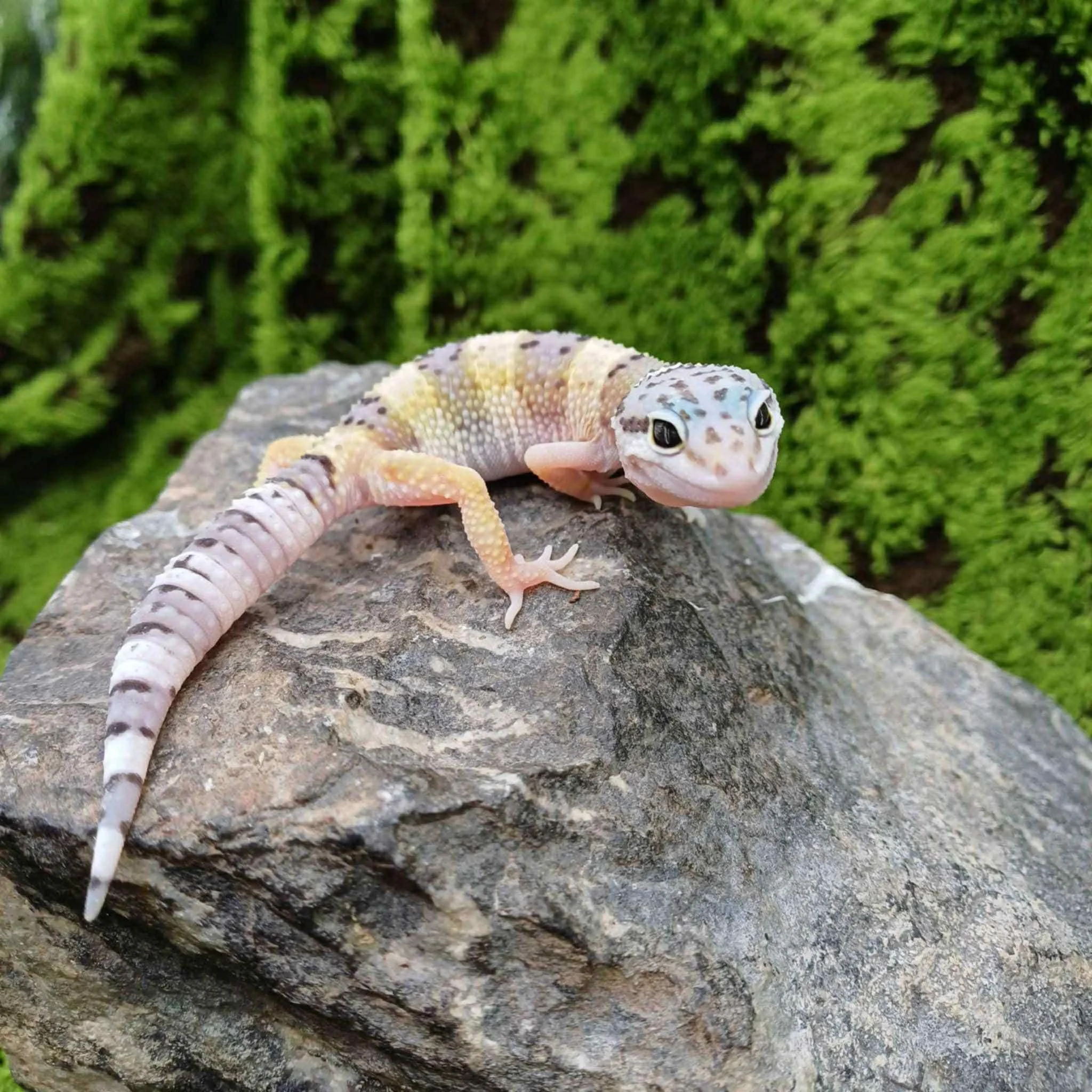 Baby Hypo Leopard Gecko For Sale