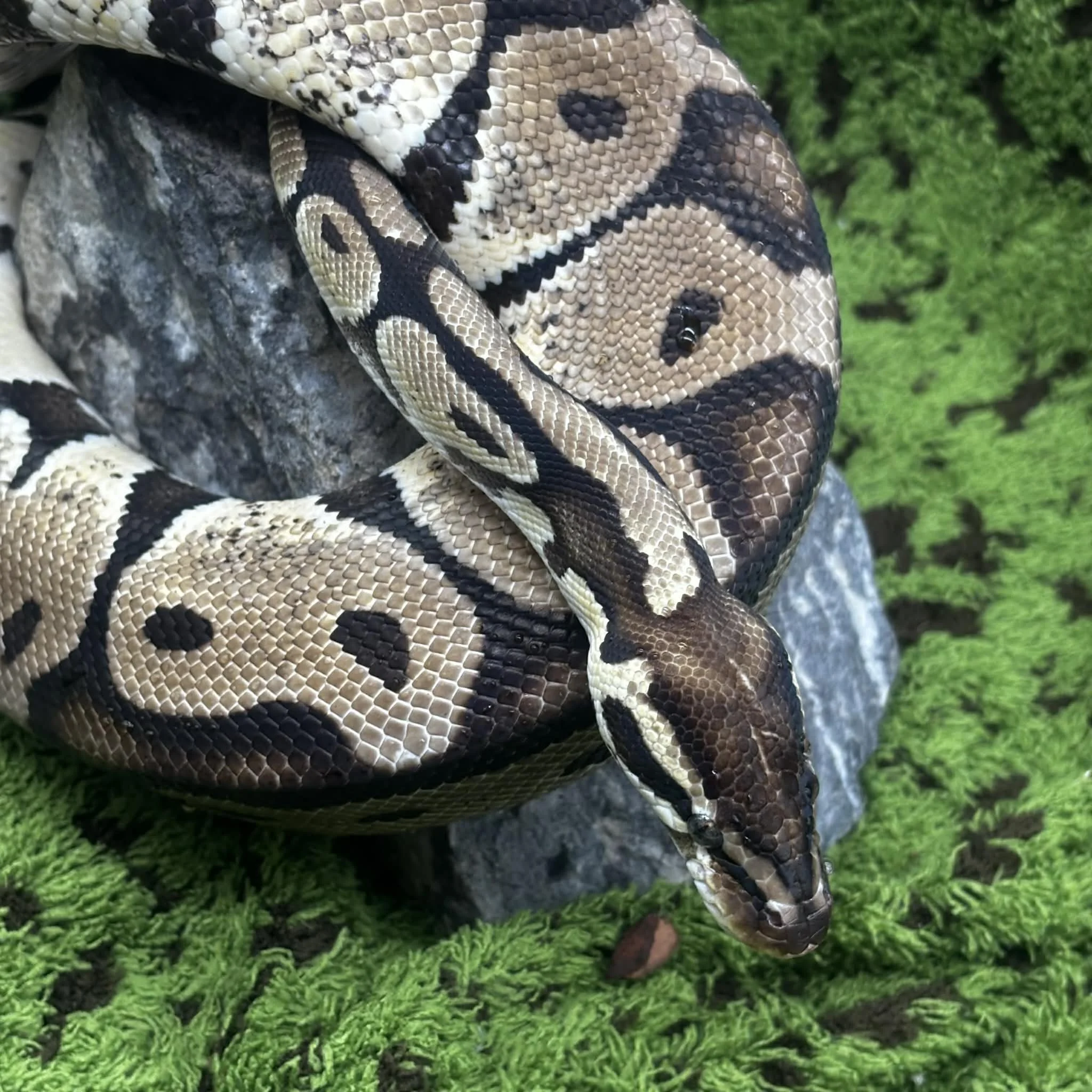 Adult Male Royal Python For Sale - 12 Years Old!
