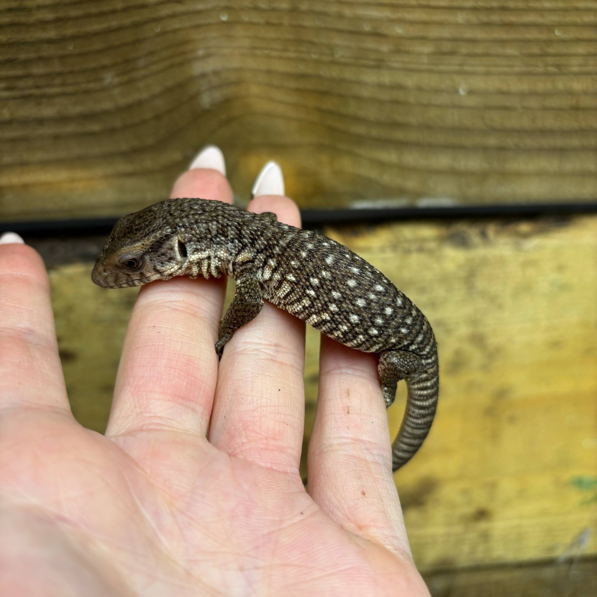Baby Bosc Savannah Monitor For Sale