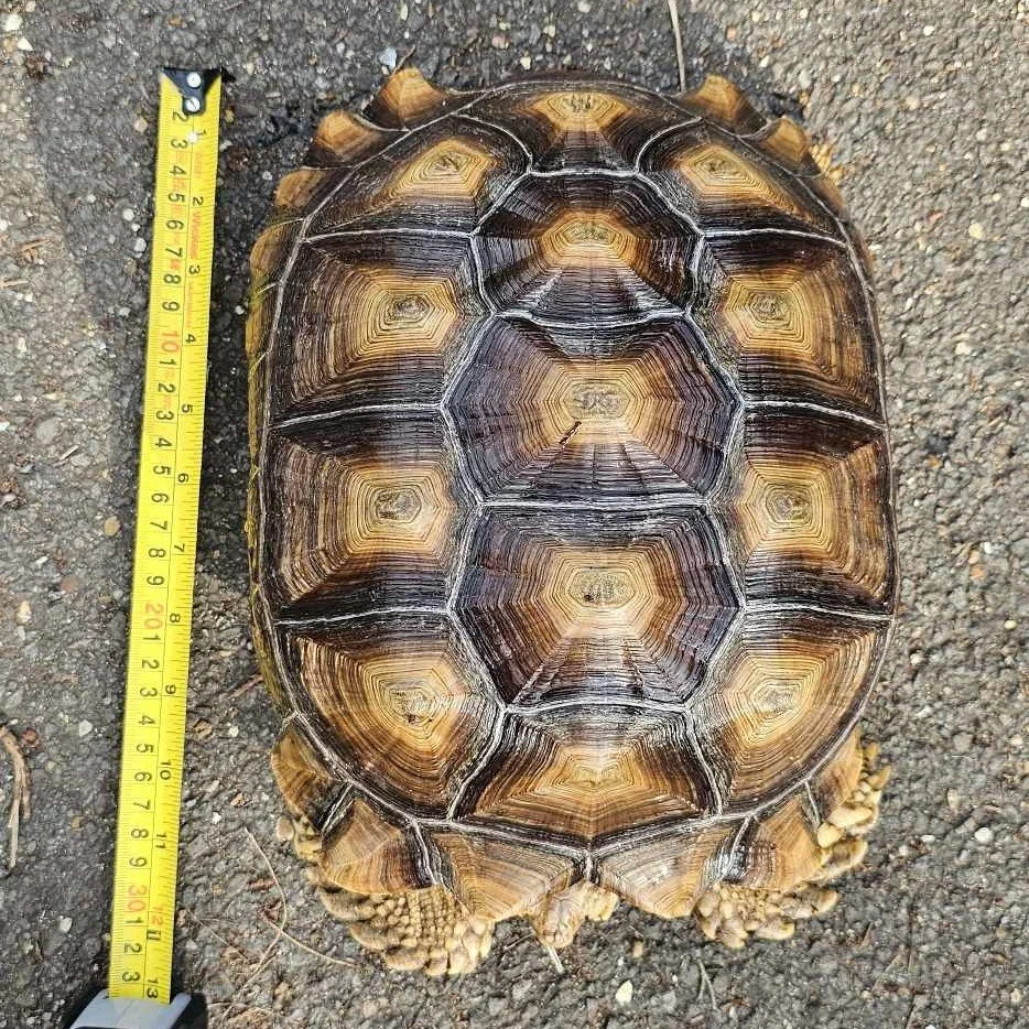 Sulcata Tortoise For Sale Gentle Giant Species