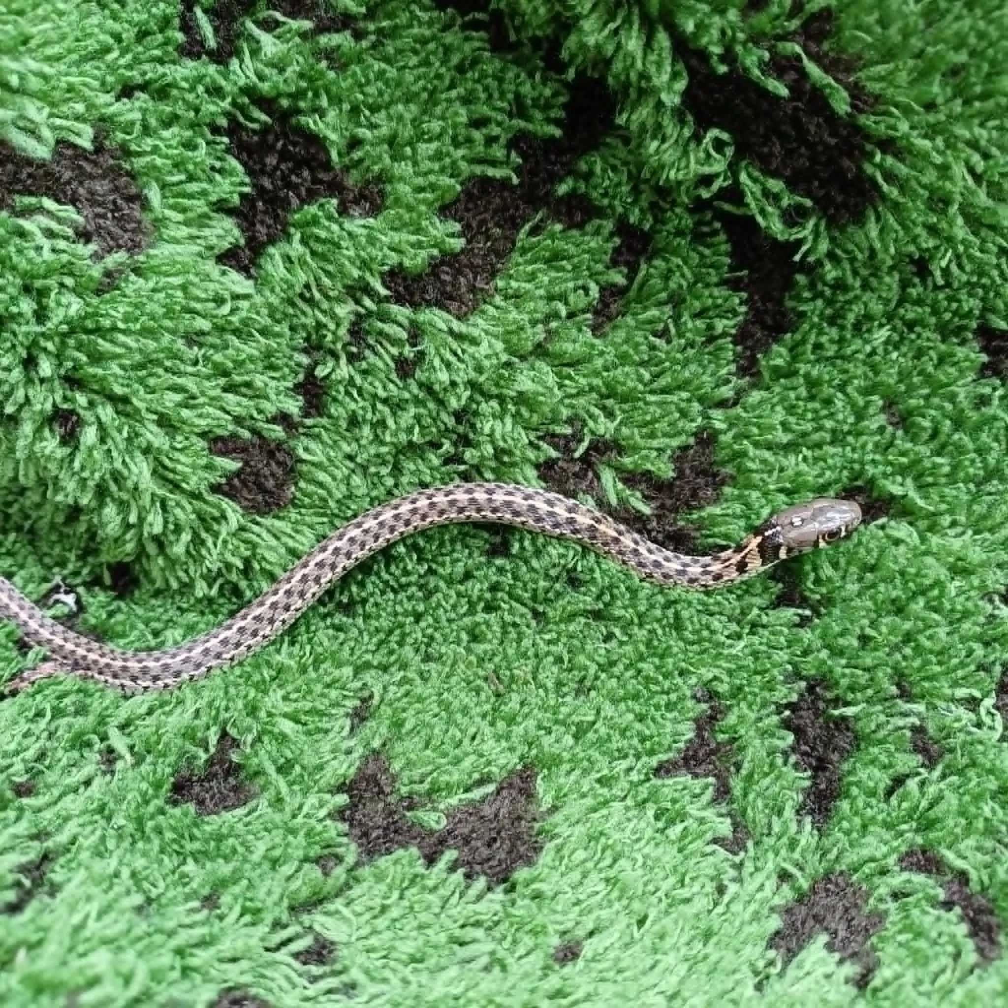 Baby Checkered Garter Snakes For Sale