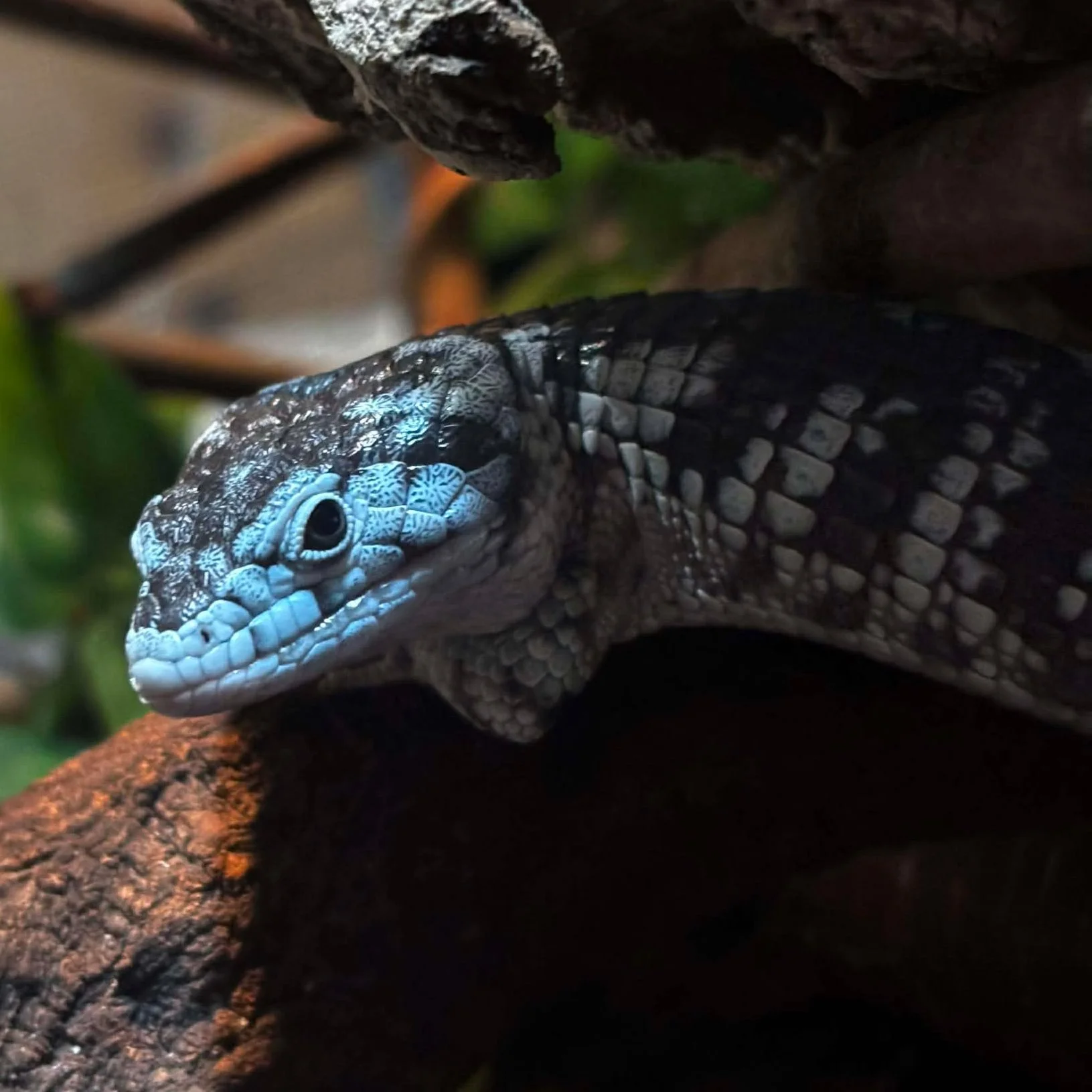 Abronia Arboreal Alligator Lizard For Sale - Abronia Taeniata