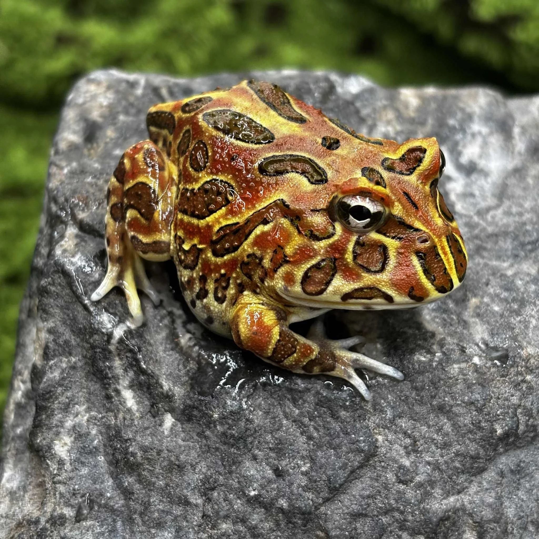 Coffee Pacman Frogs For Sale