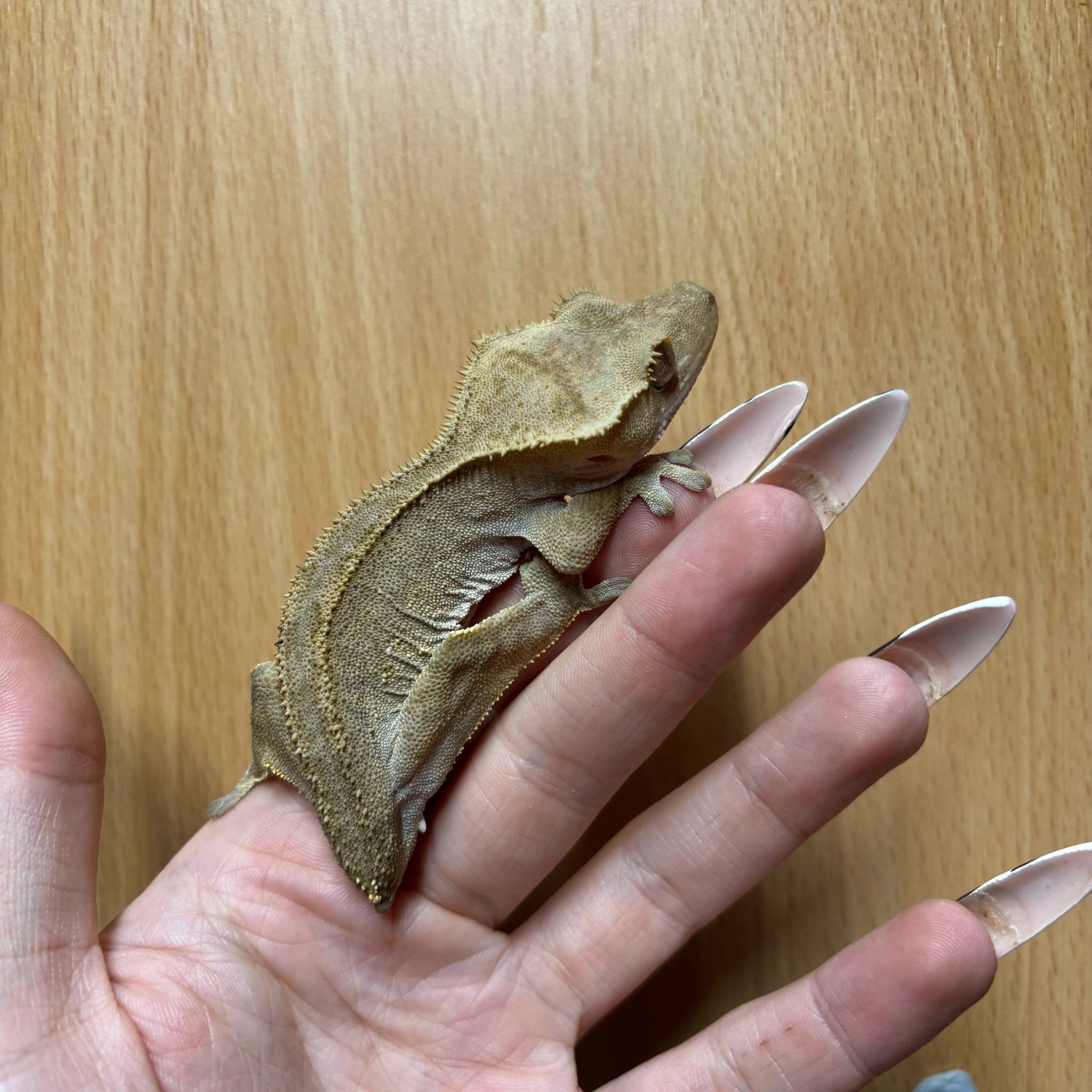 Phantom Empty Back Crested Gecko For Sale - Female