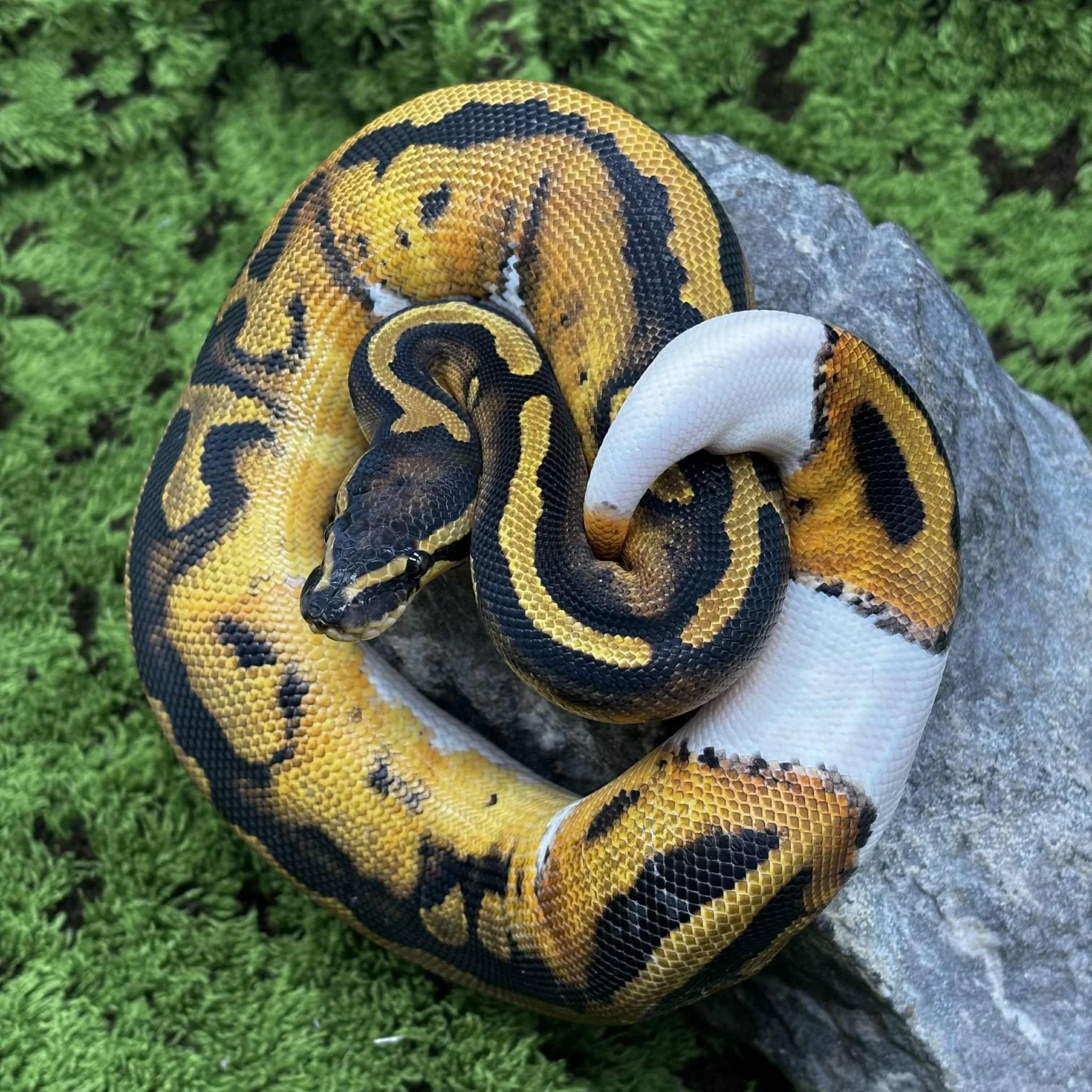 Pied Ball Python For Sale - Female