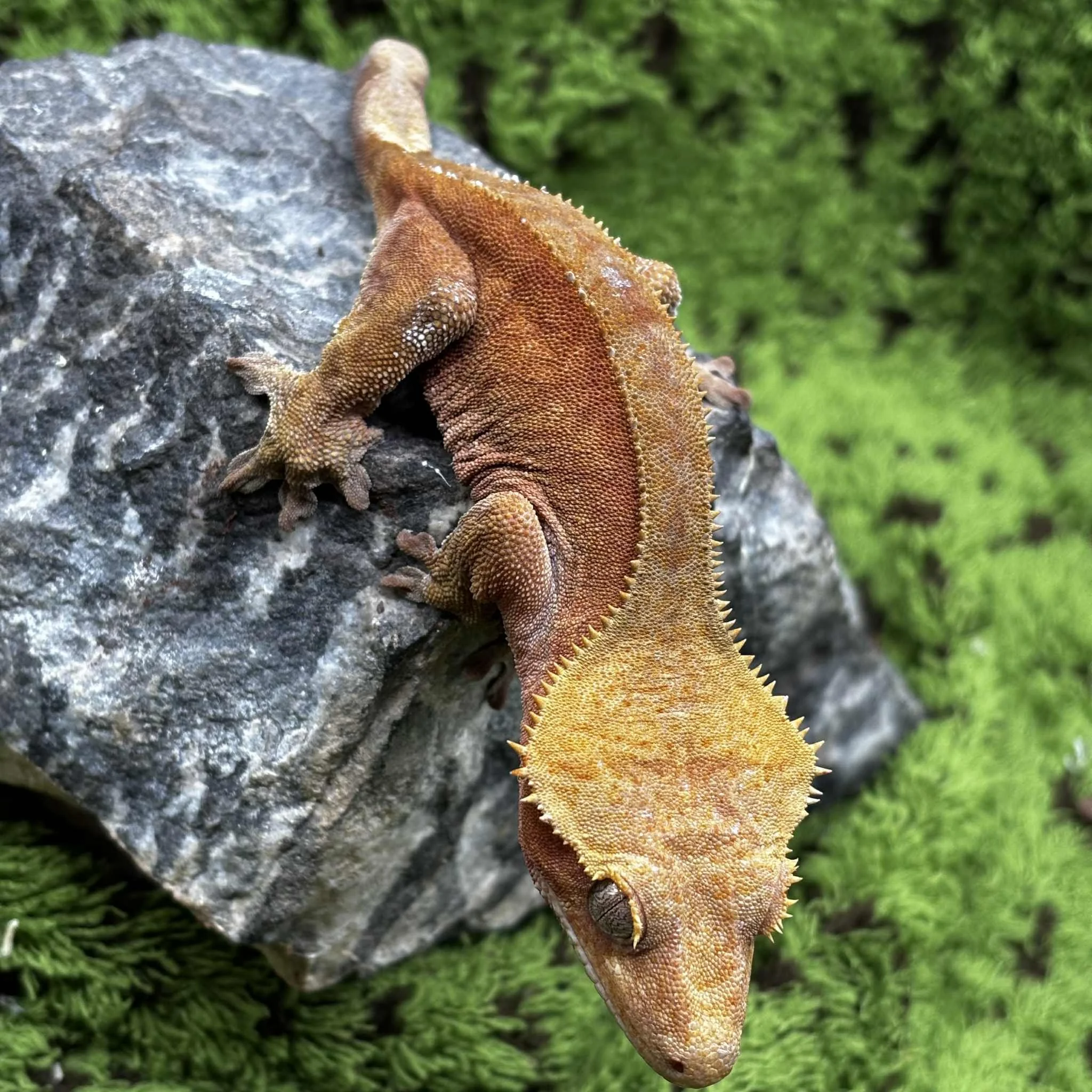 Red Phantom Crested Gecko For Sale - Female