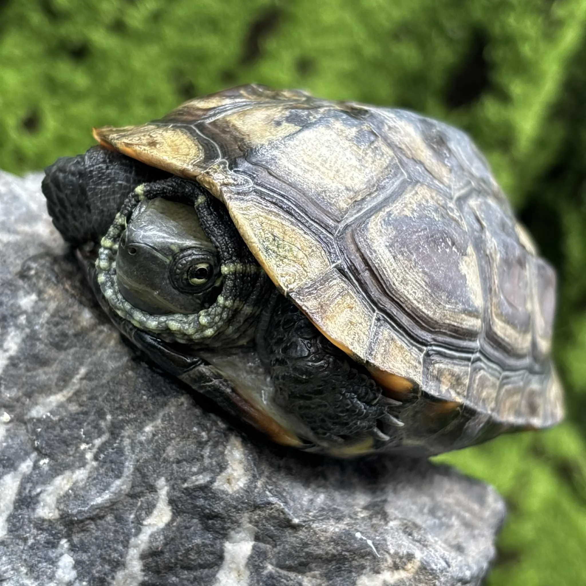 Reeves Turtles For Sale - Sub-Adults