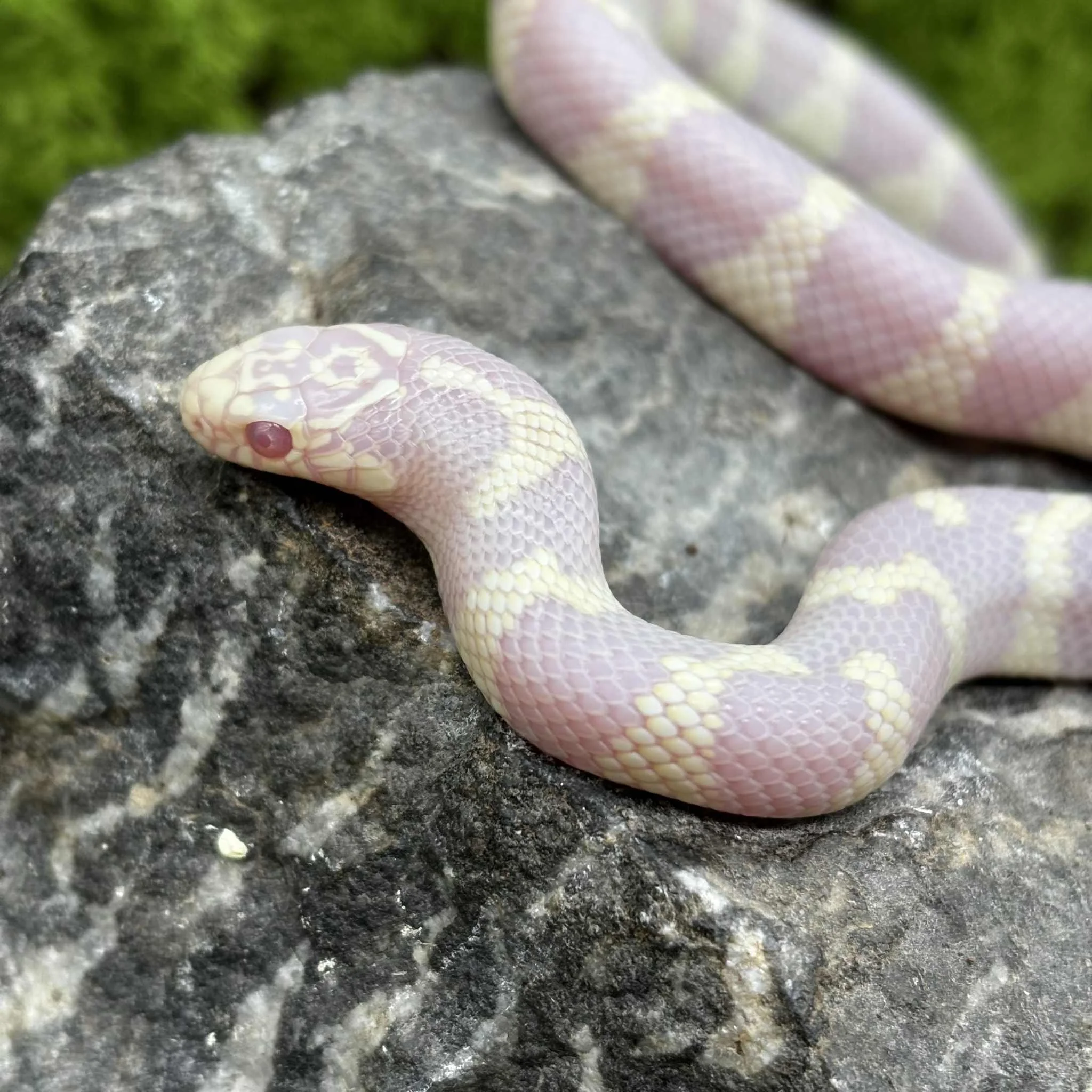 Albino California Kingsnake For Sale - Male