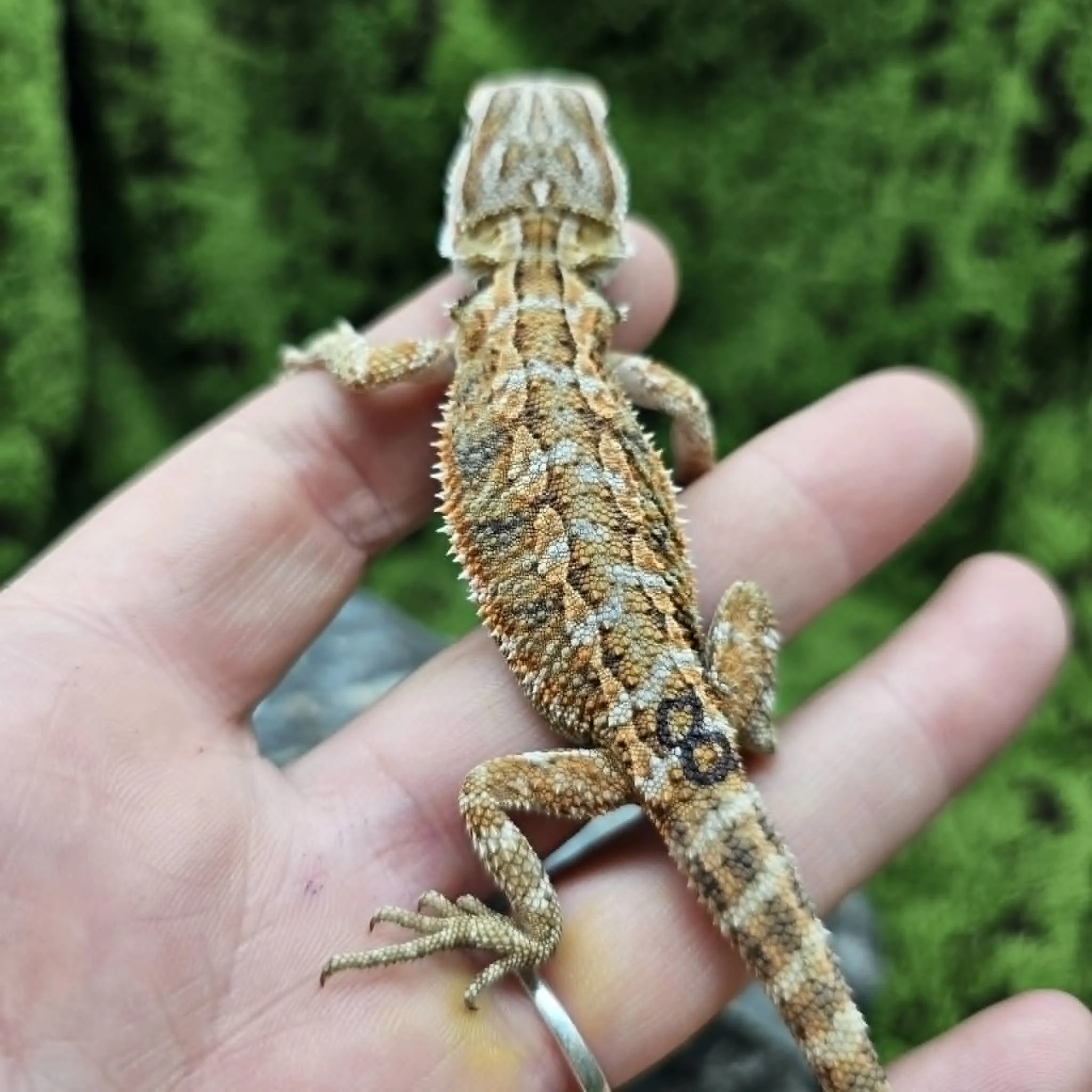 Baby Bearded Dragon For Sale - Blue Bar Tiger