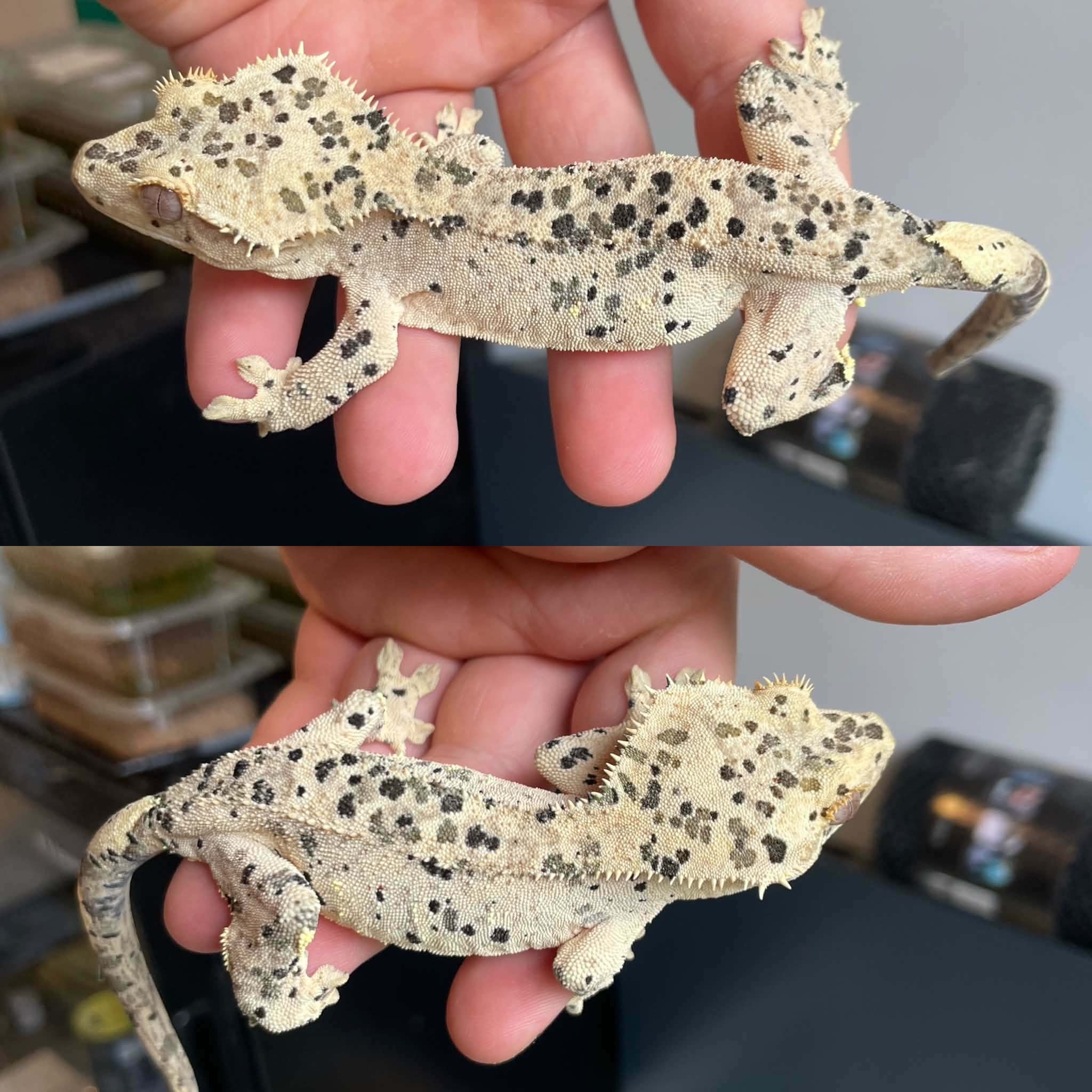 Superdalmatian Crested Gecko For Sale - Sub-Adult Female
