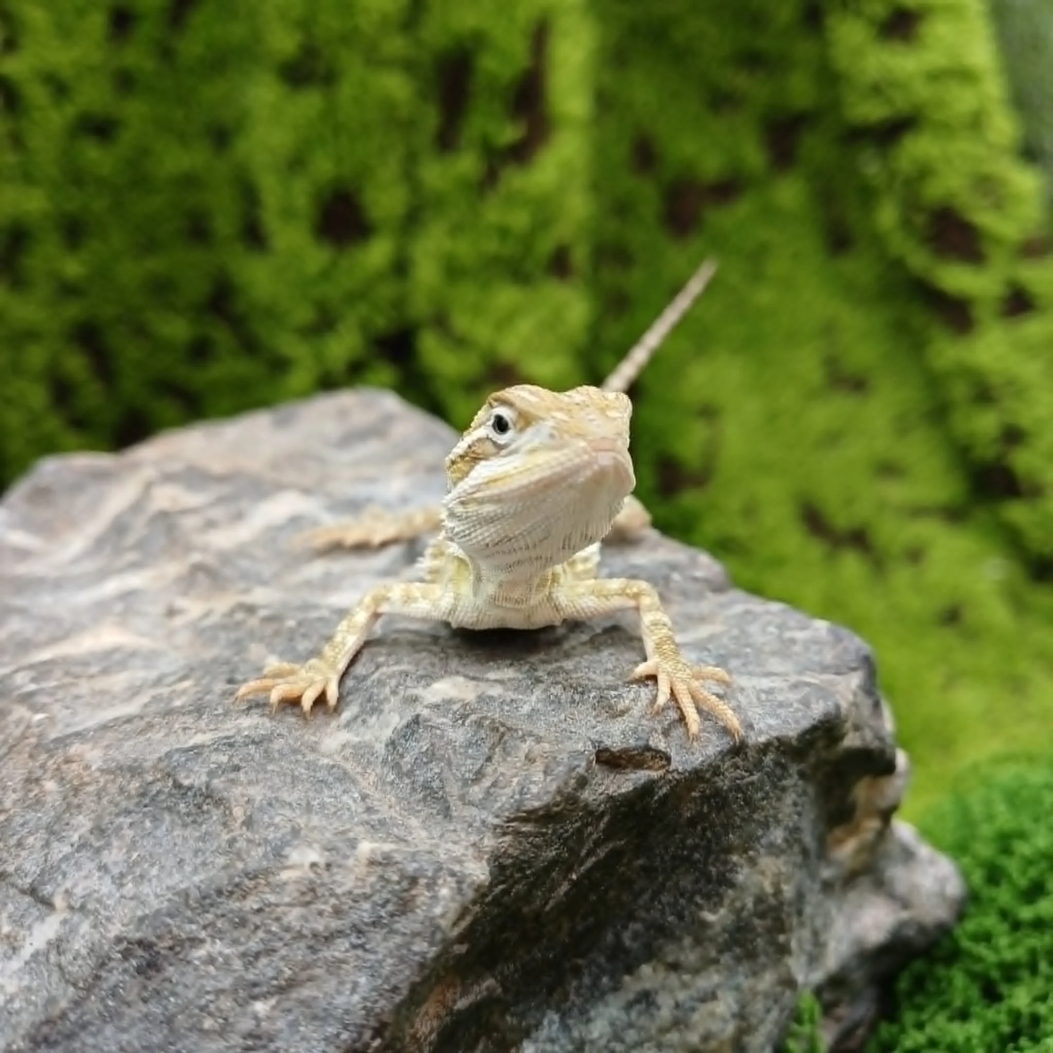 Baby Rankin's Dragon For Sale