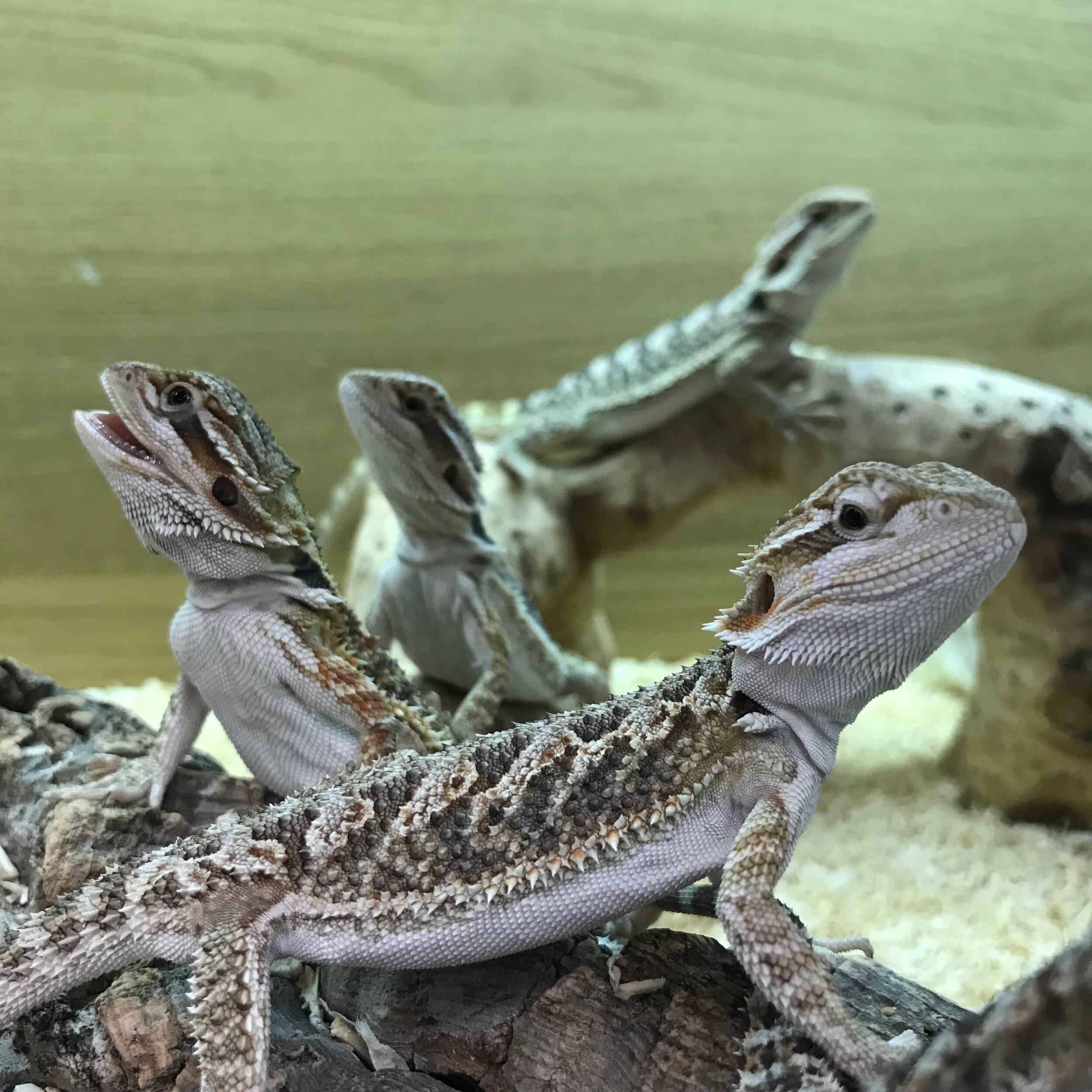 Our Bearded Dragon Tank Temperatures and Humidity Levels 