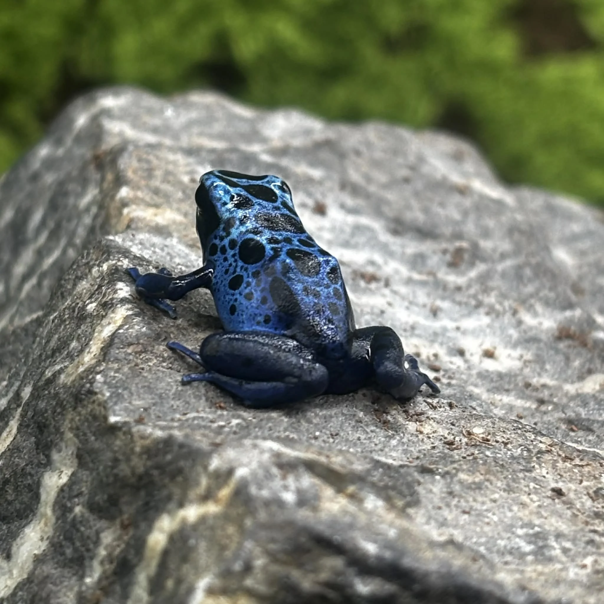 ‘Koetari River’ Tinc Dart Frogs For Sale