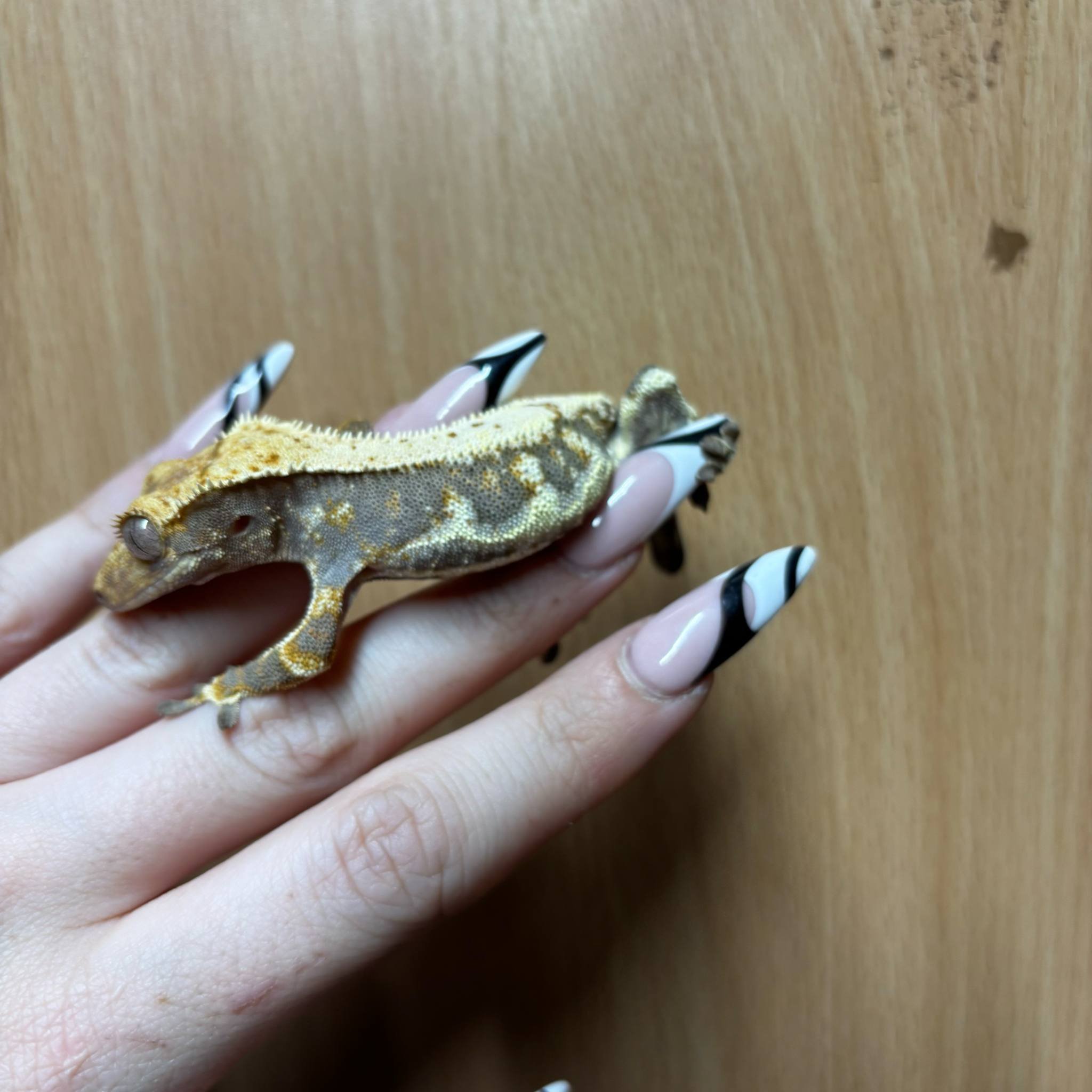 Dark-Based Lilly White Crested Gecko For Sale - Female