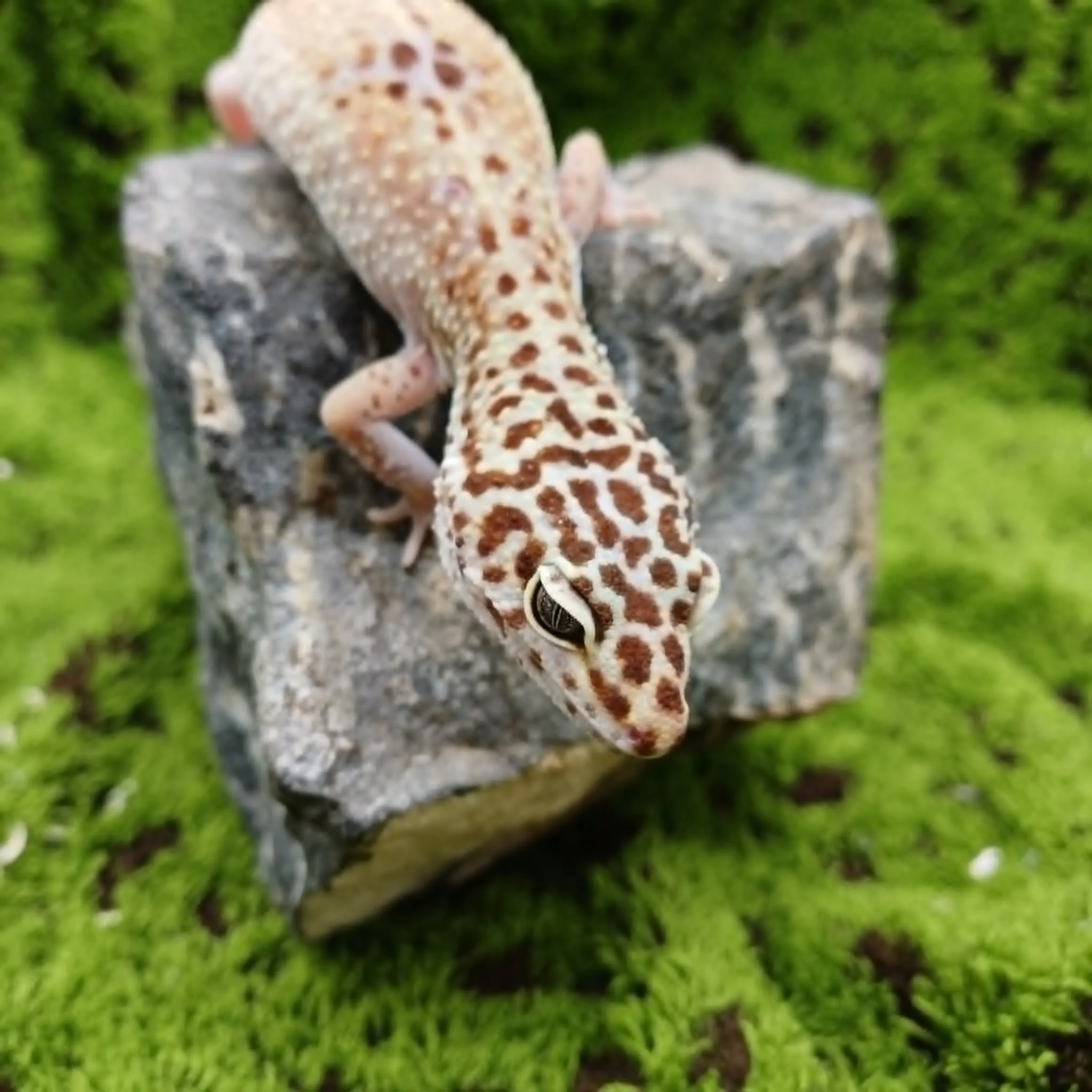 Female Leopard Gecko For Sale
