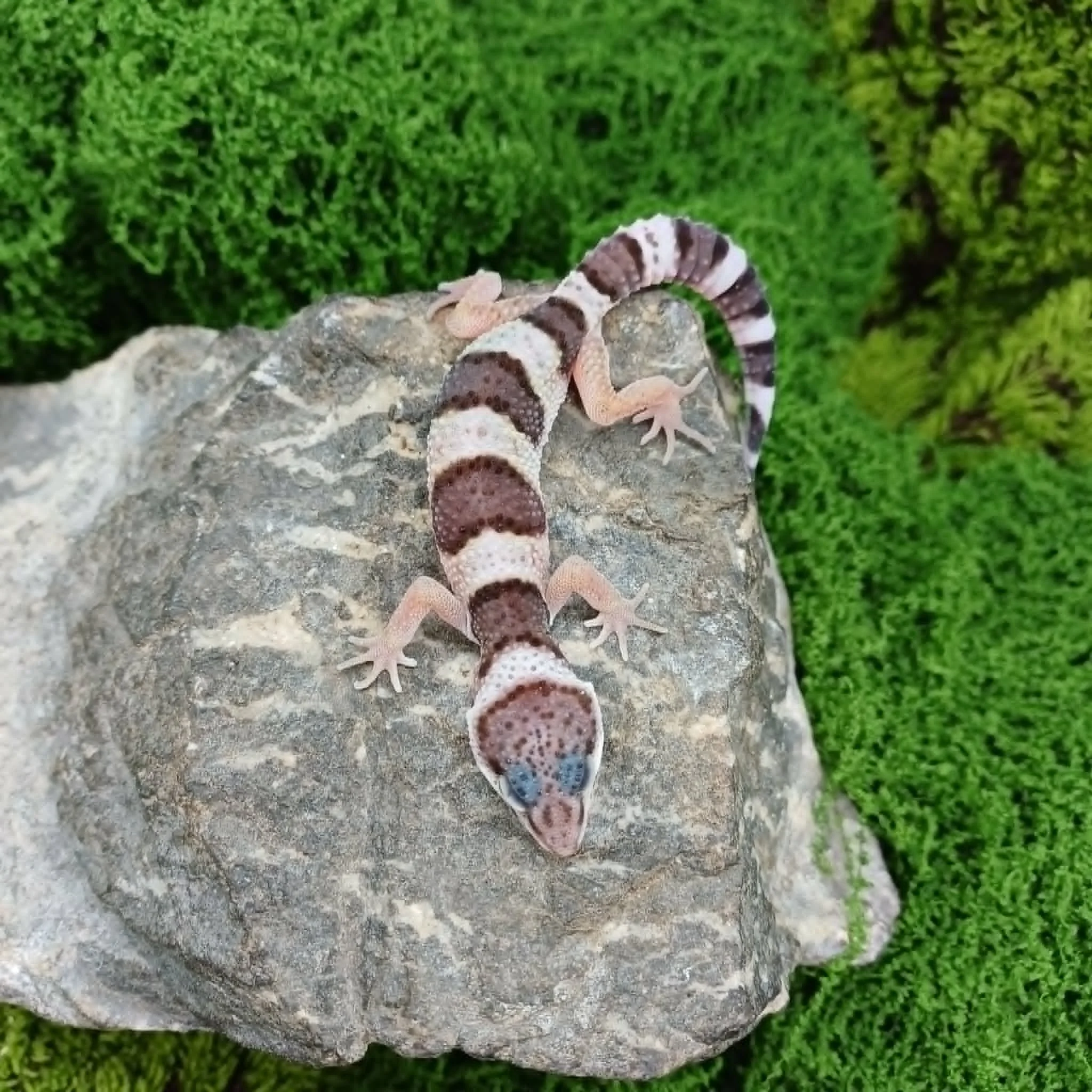 Baby Montanus Leopard Geckos For Sale