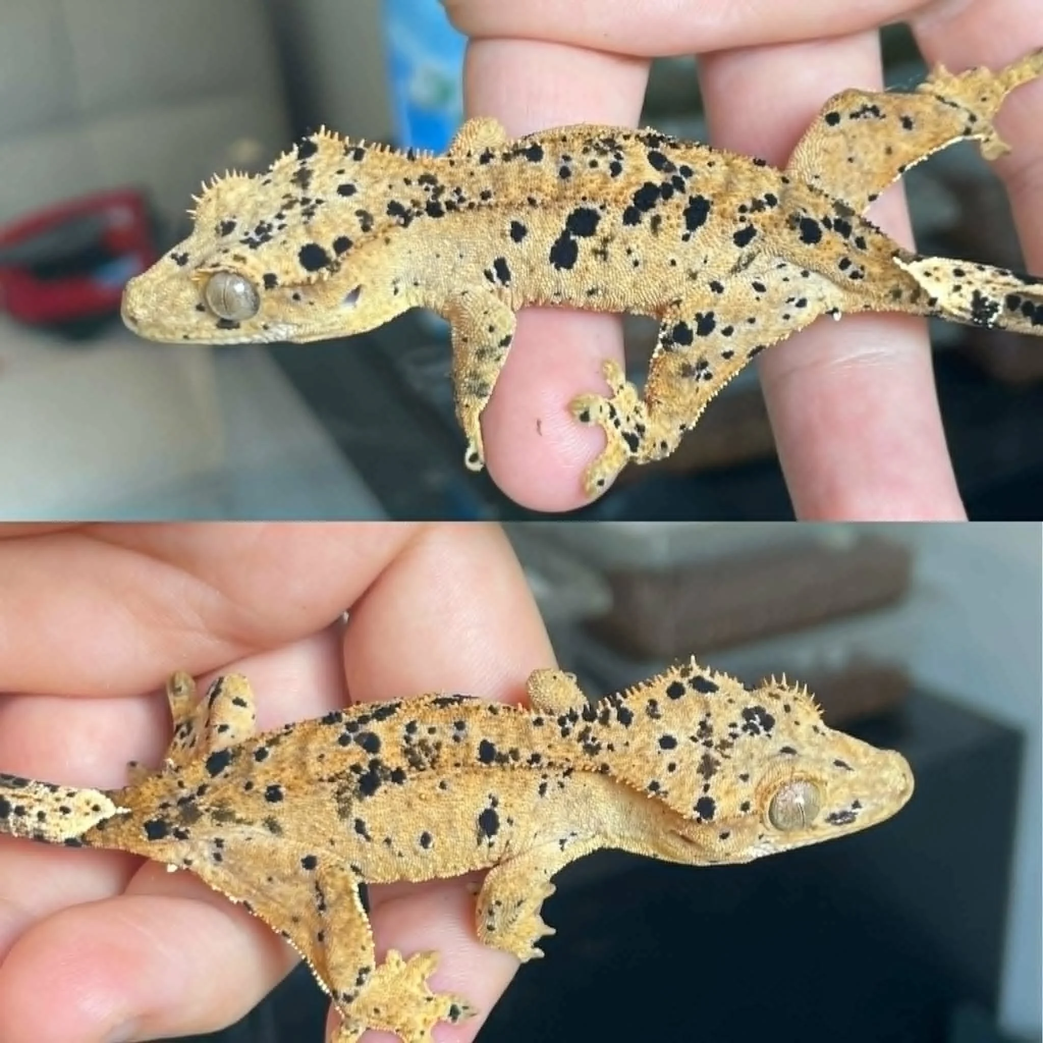 Superdalmatian Crested Gecko For Sale - Juvenile Female
