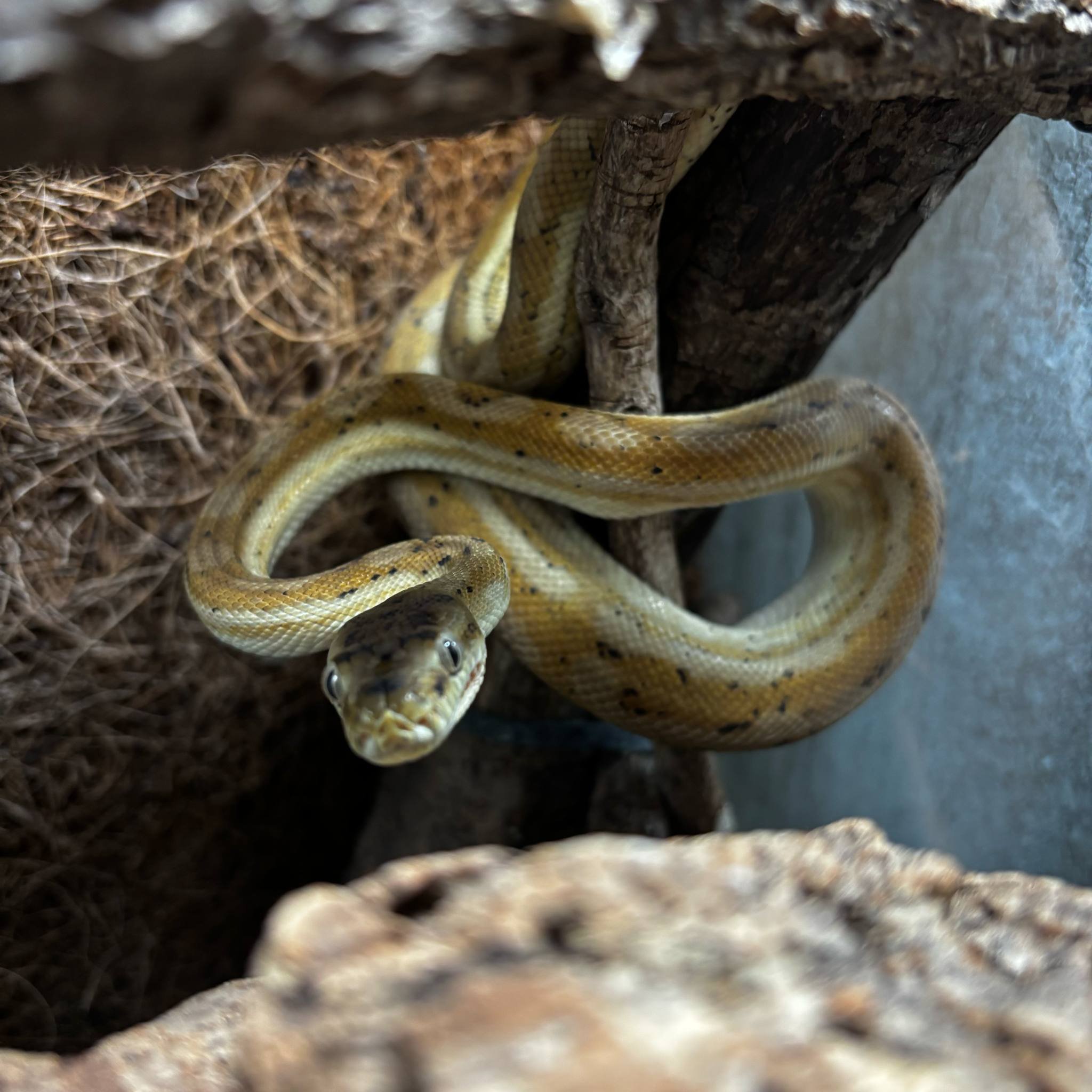 Female Carpet Python For Sale - Hypo Tiger