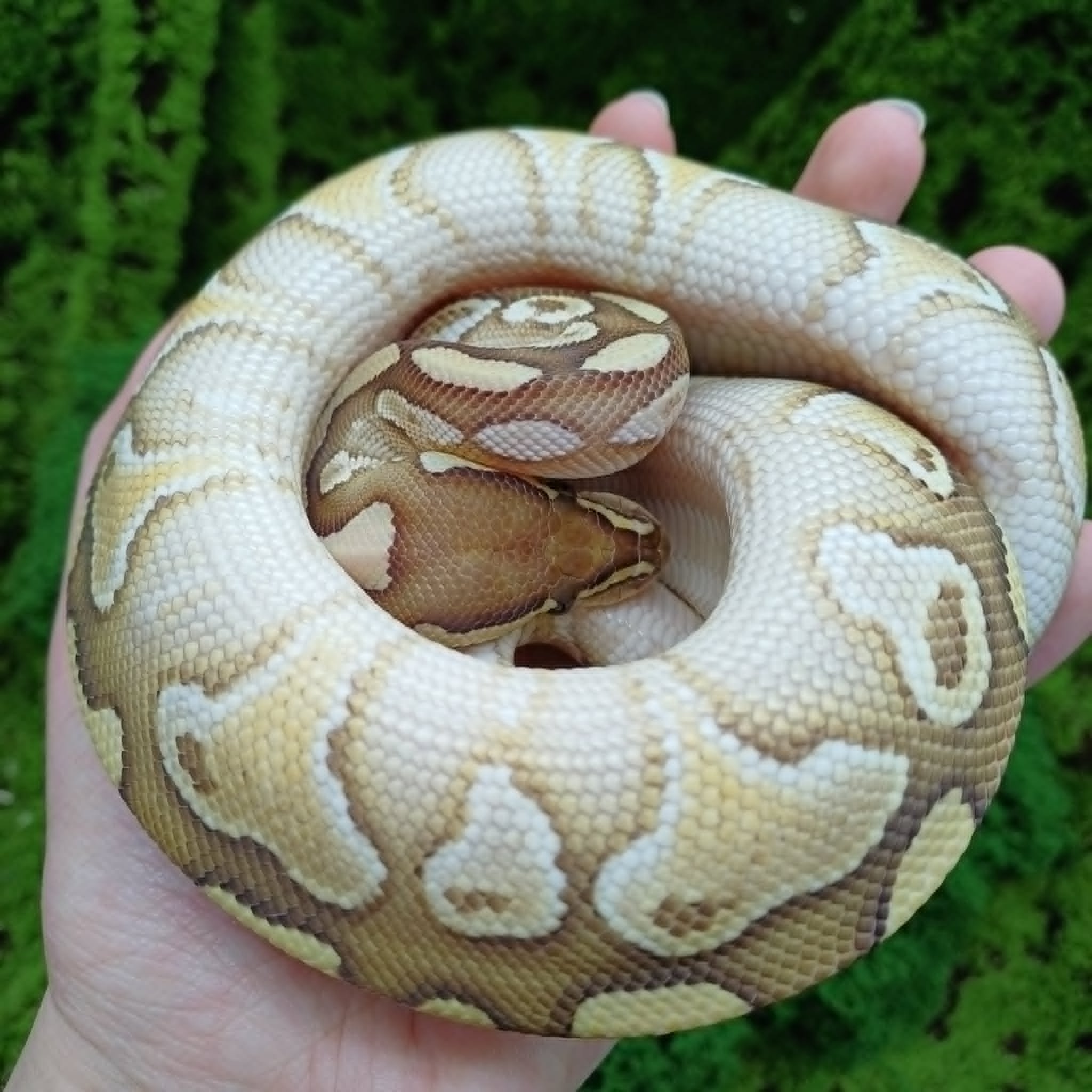 Lesser Royal Python For Sale - Male