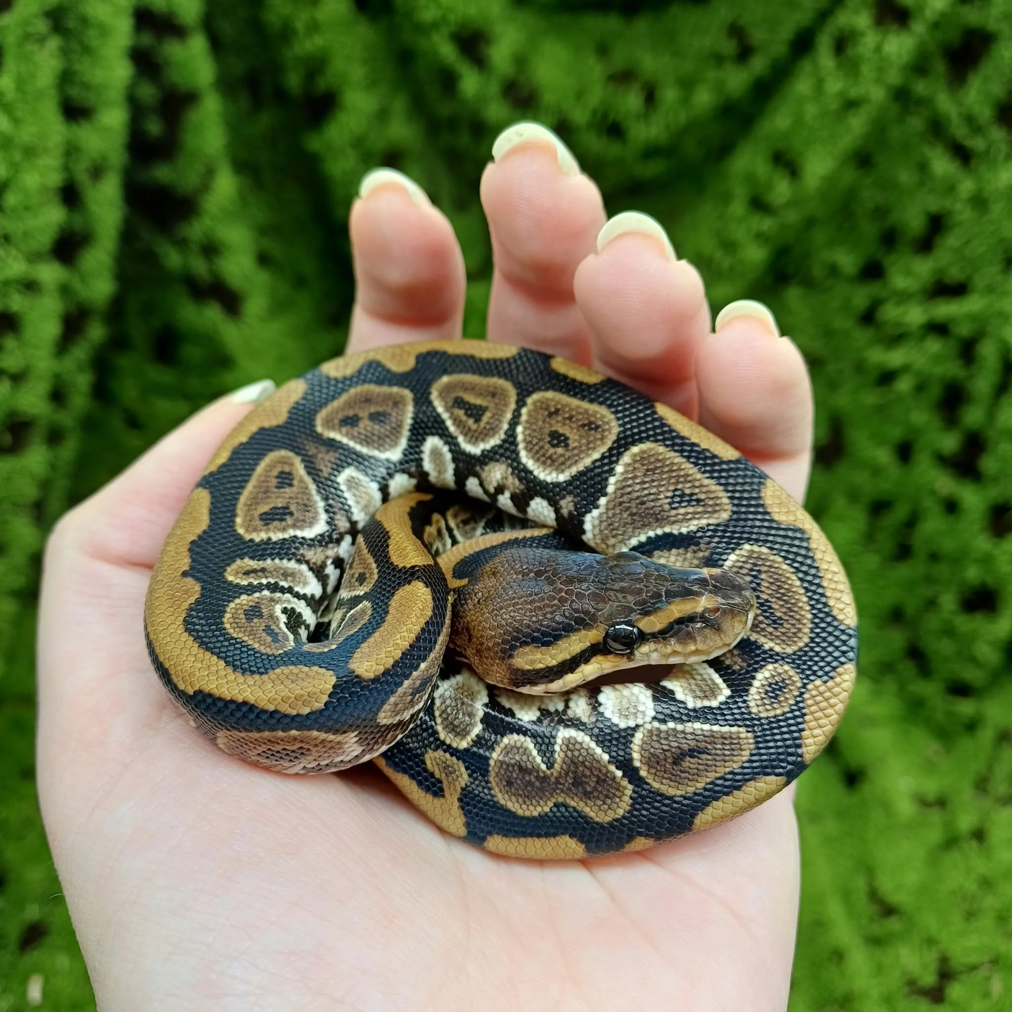 Mahogany Royal Python For Sale - Female