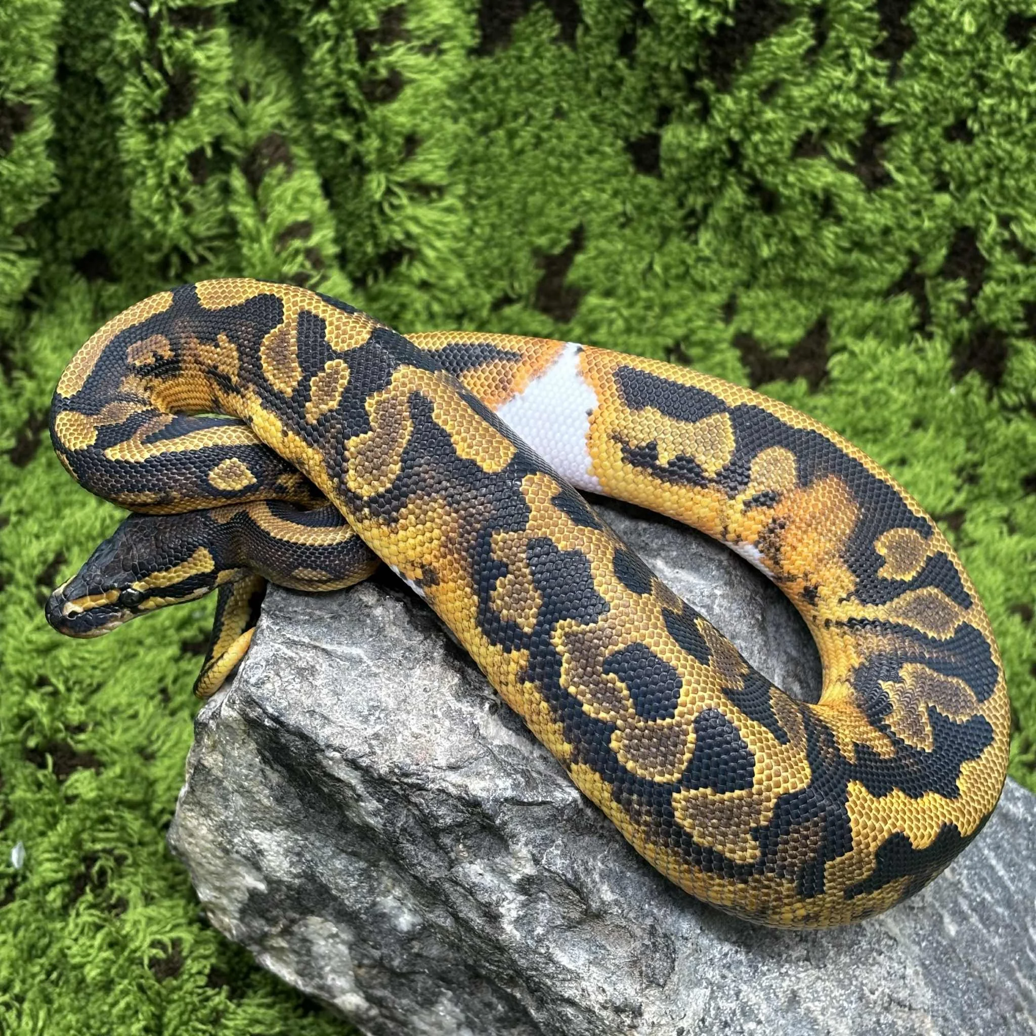 Leopard Pied Ball Python For Sale - Male