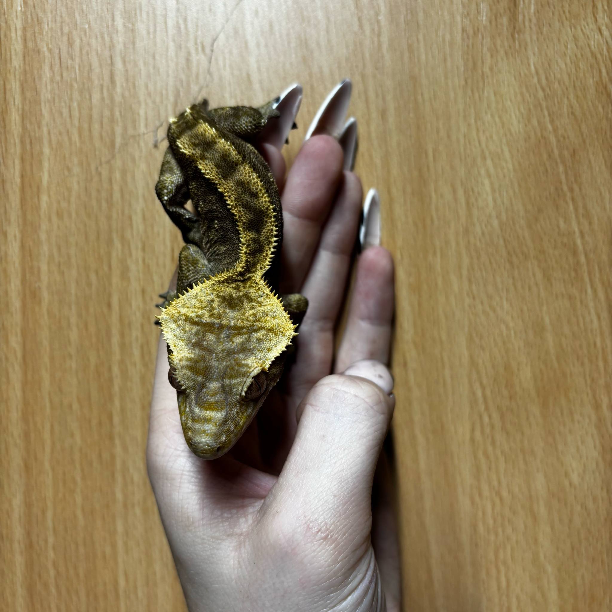 Dark-Based Phantom Crested Gecko For Sale - Male
