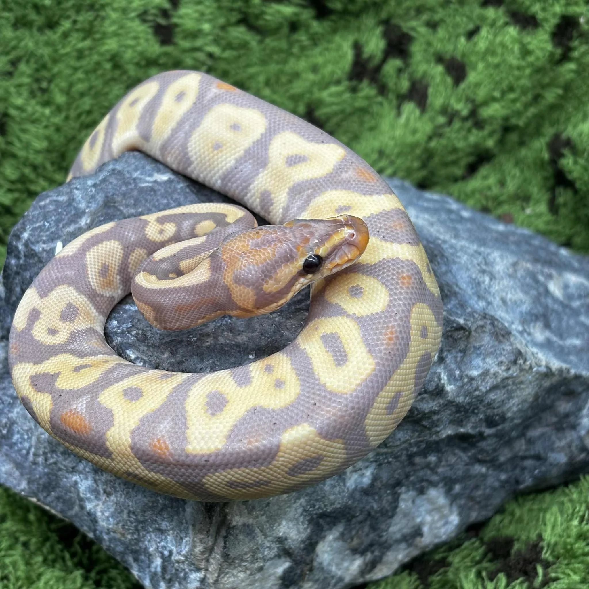 Banana Ball Python For Sale - Male Het Clown