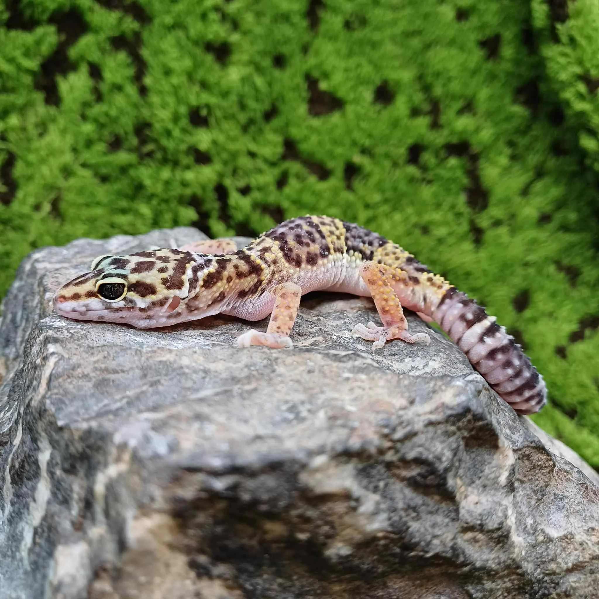 331295ca-33e9-4dc3-85ad-a0ce1a1219ff (1).jpeg