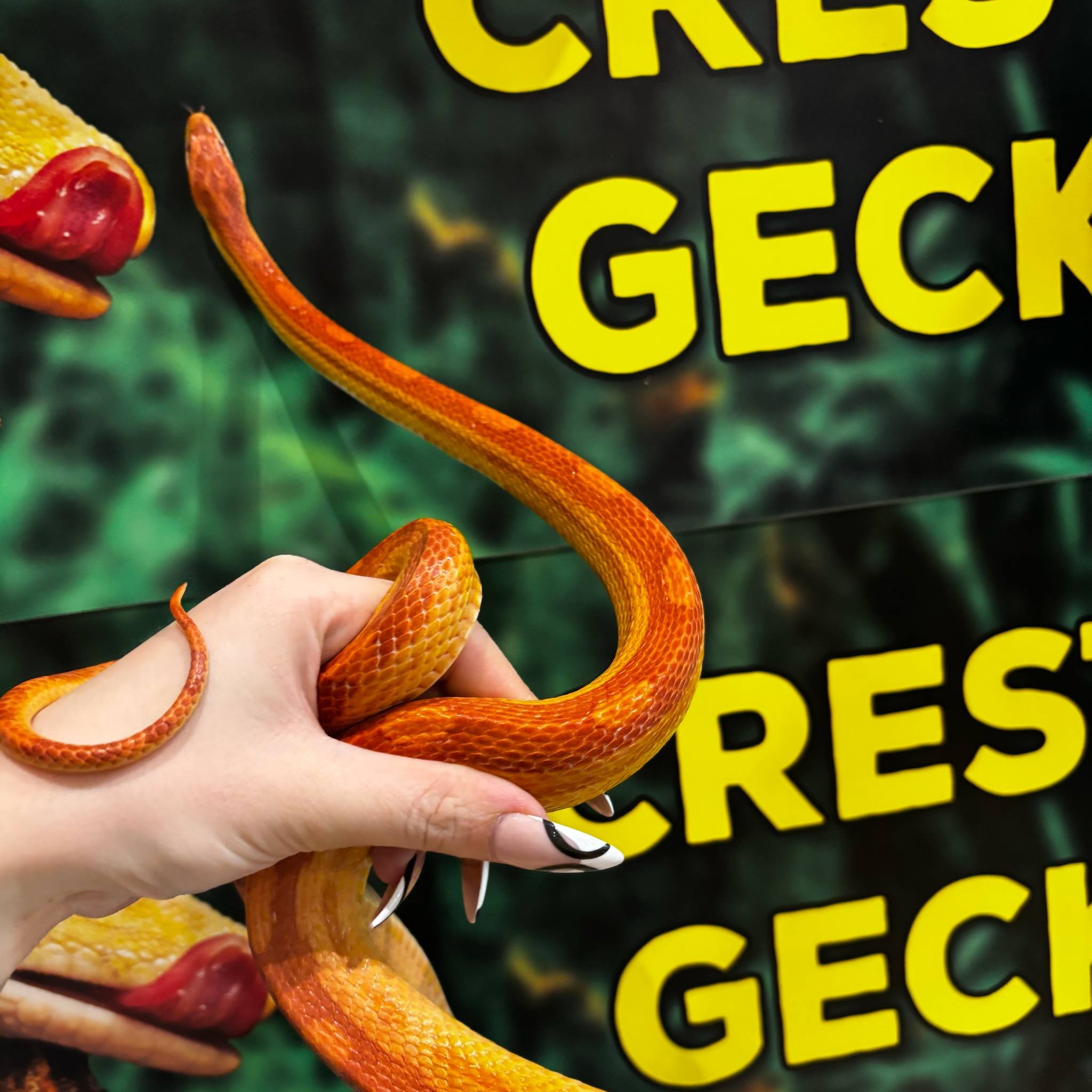 Amel Motley Corn Snake For Sale - Male