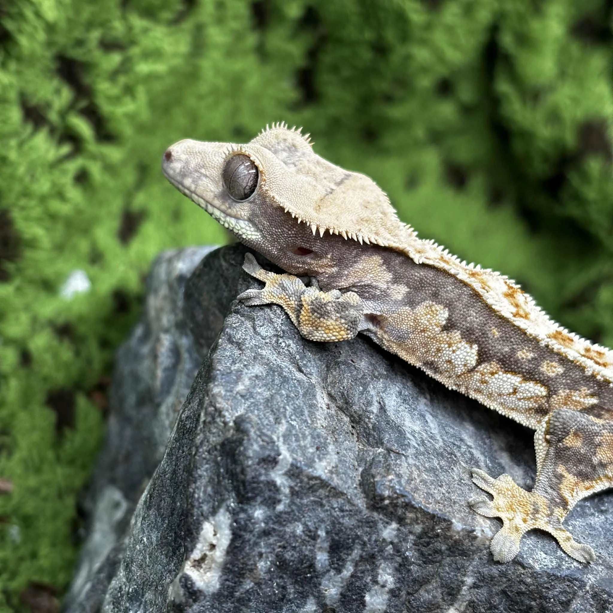 Adorable Crested Gecko For Rehoming