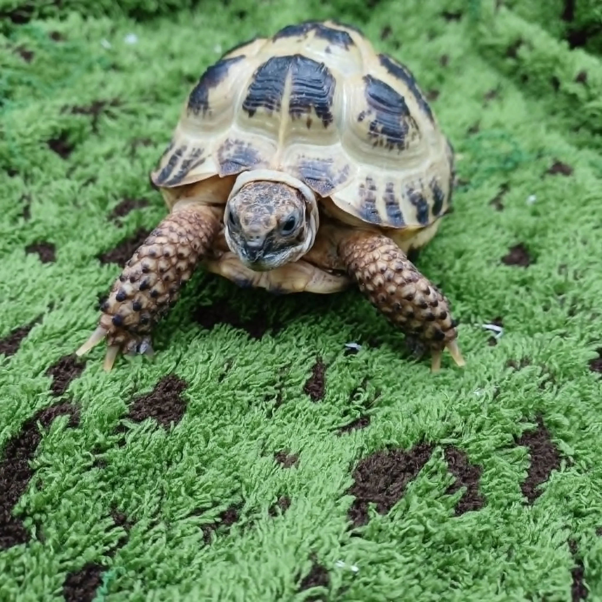 Young Horsfield Tortoise For Sale