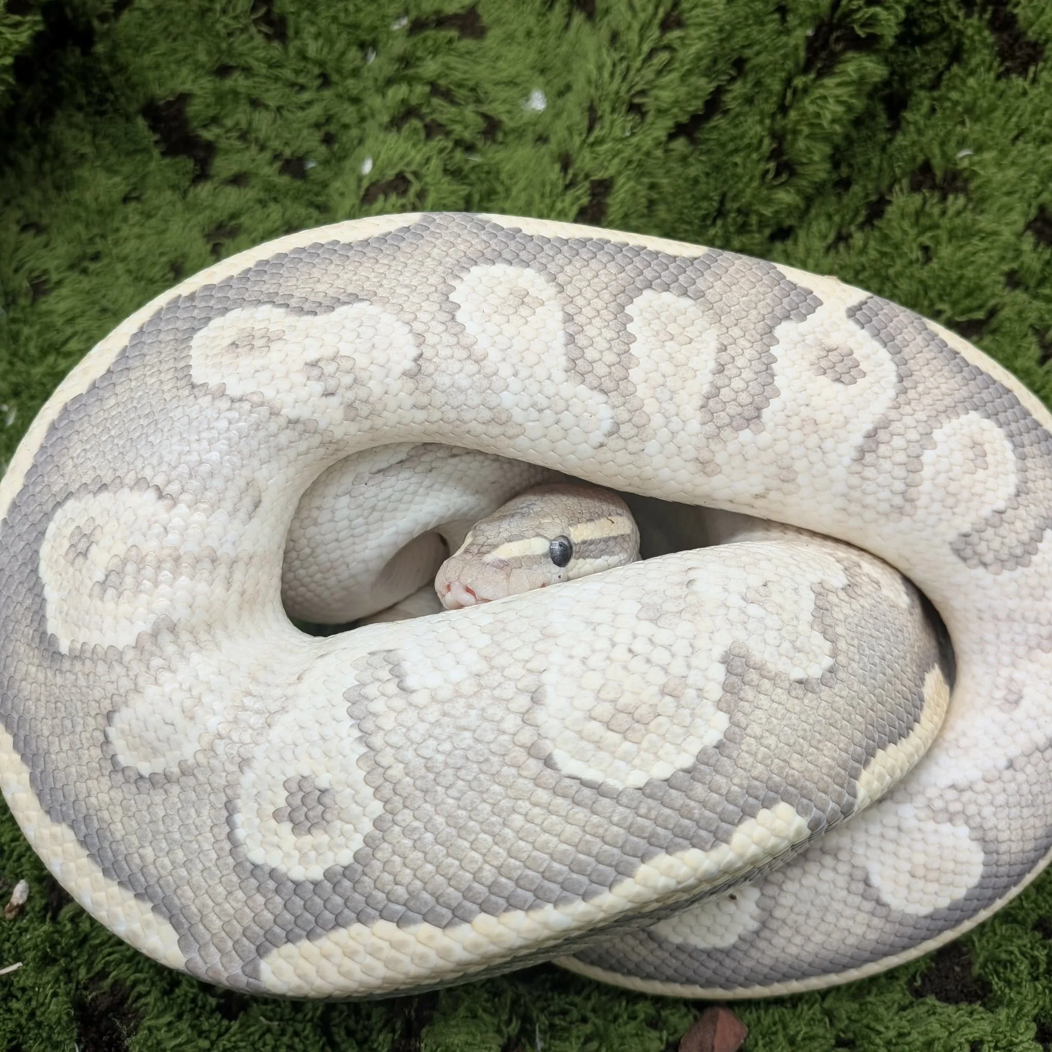 Hypo Mojave Fire Ball Python For Sale - Male Het Pied