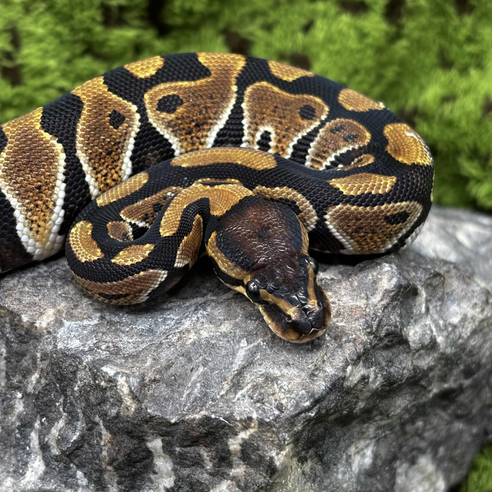 Pretty Female Royal Python For Sale