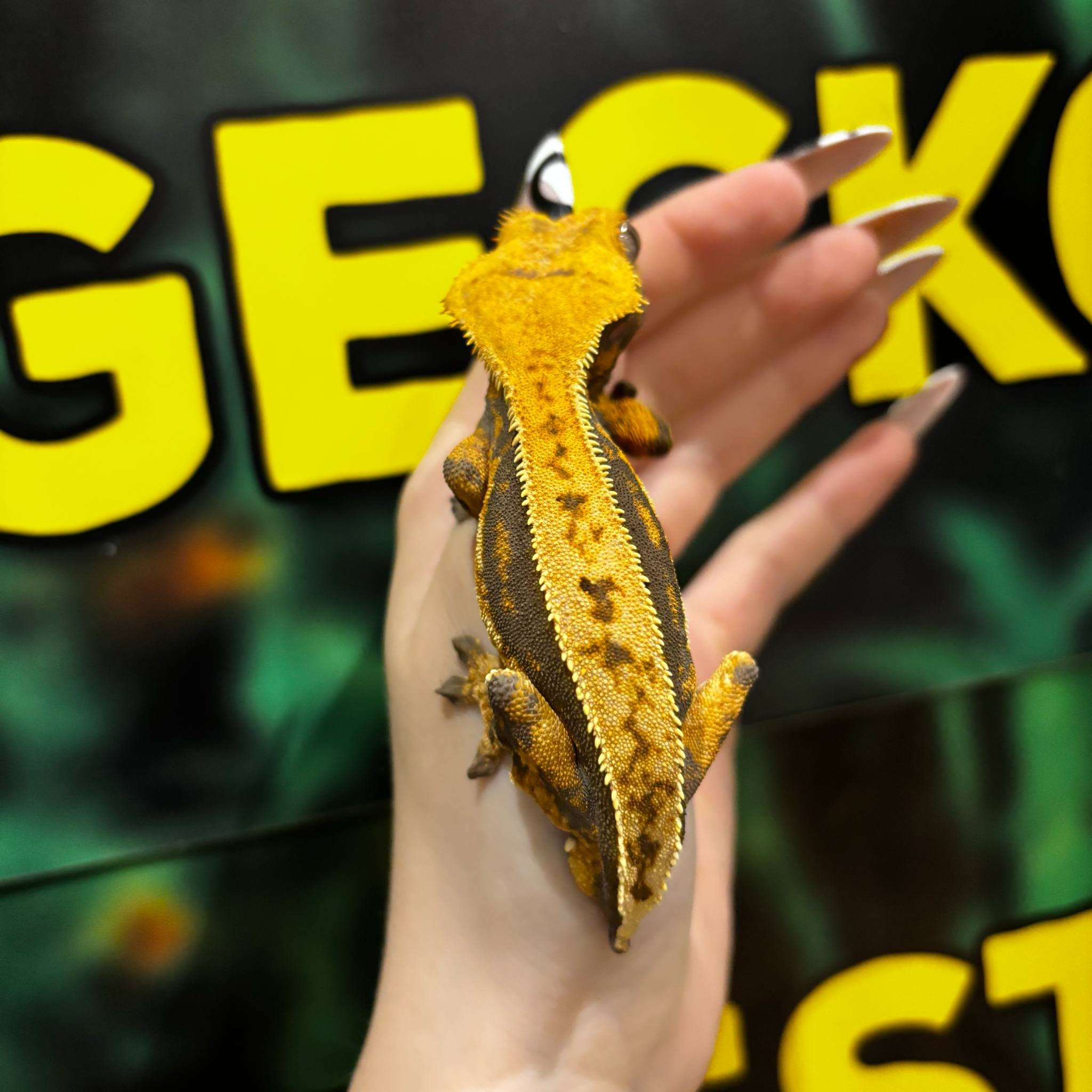Hypo Velvet Quadstripe Crested Gecko For Sale