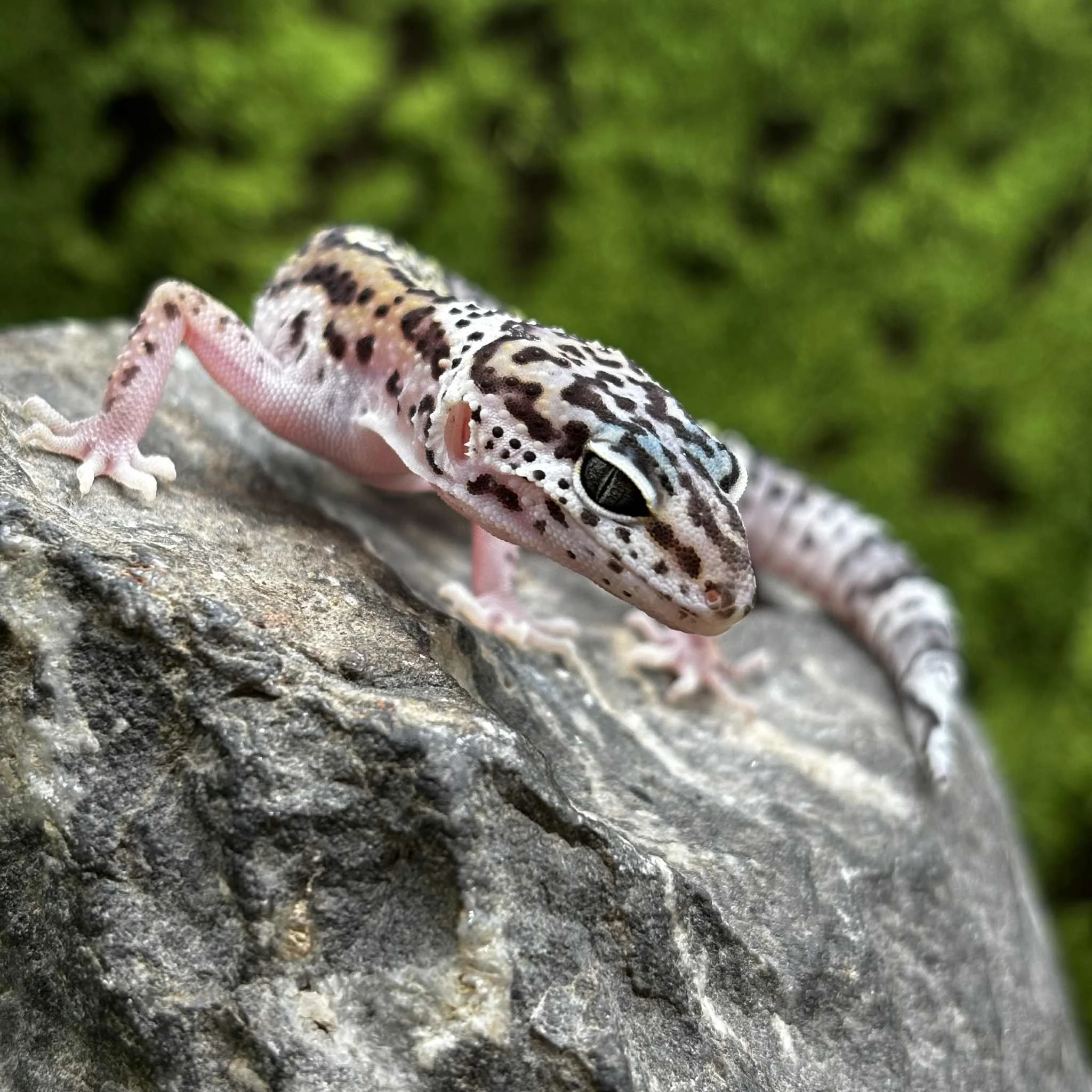 Baby Designer Jungle Leopard Gecko For Sale