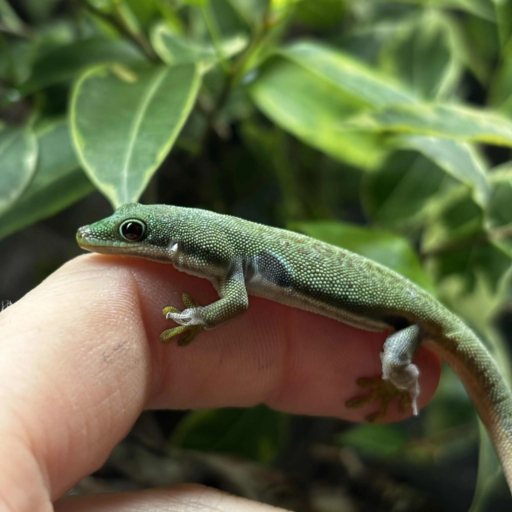 Female Peacock Day Gecko For Sale - Phelsuma quadriocellata