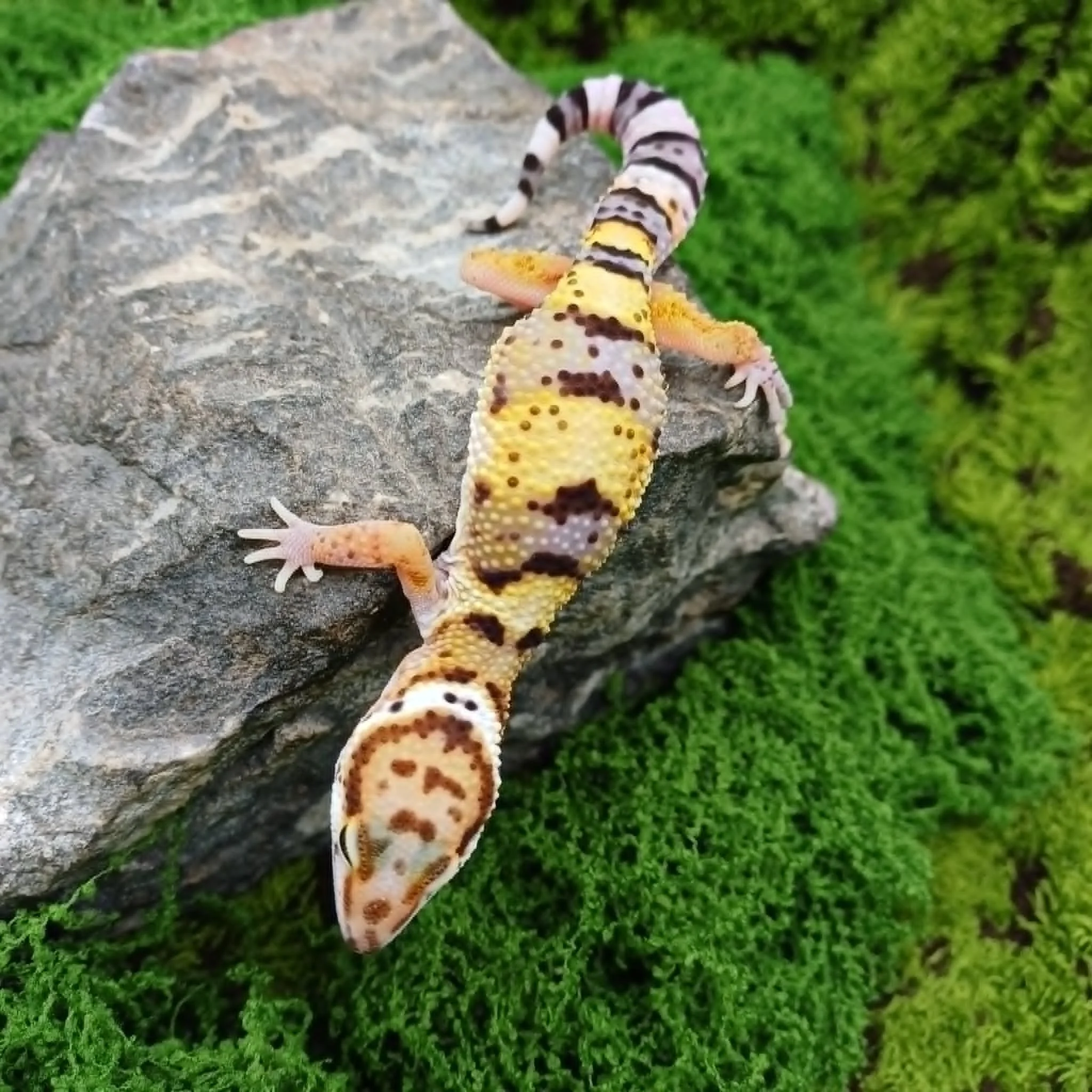 Het Marble Eye Leopard Gecko For Sale - Male