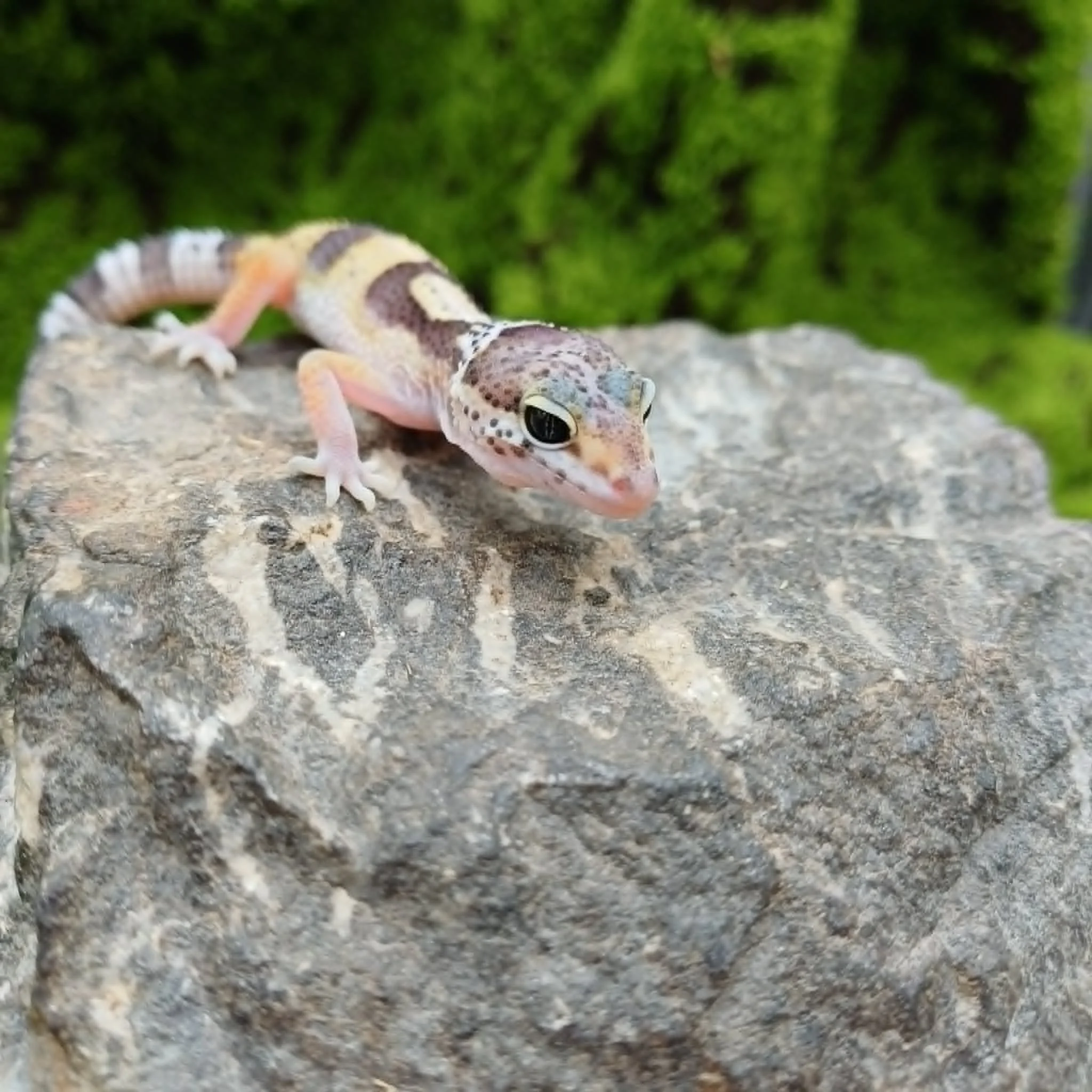 Mac Snow Leopard Gecko For Sale