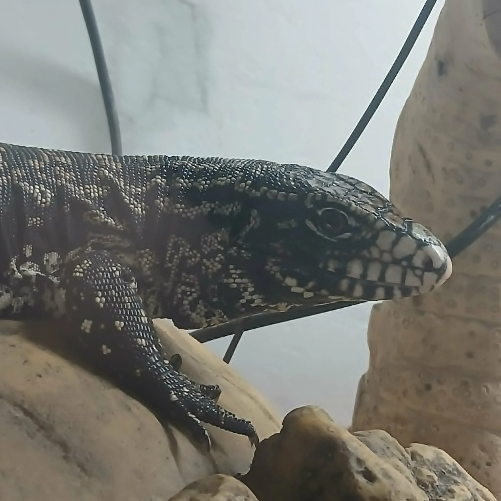 Argentine Black and White Tegu For Sale